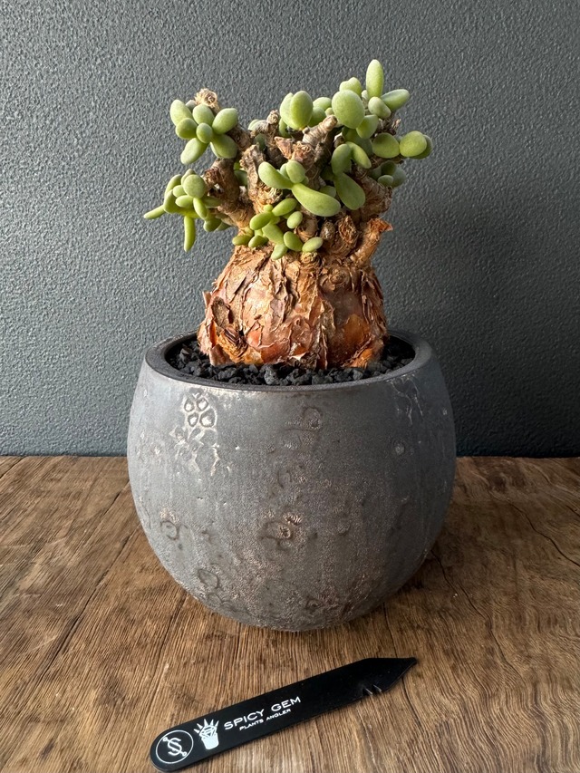 spicygem meteorite bowlスパイシージェム 植木鉢2点セット