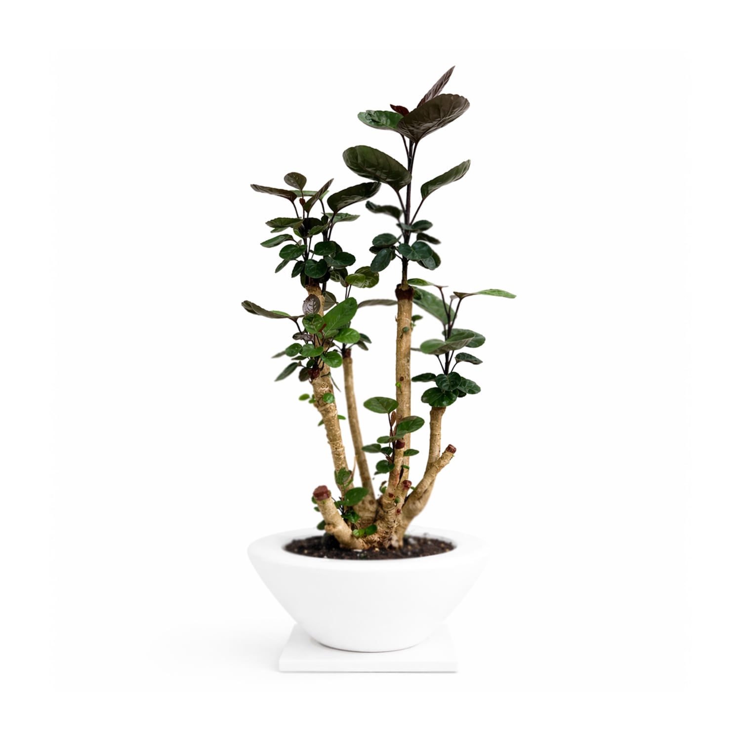 五葉松『特大』兵庫県内限定。インテリア・住まい・小物-植物/観葉植物 五葉松『特大』兵庫県内限定。インテリア・住まい・小物-植物/観葉植物