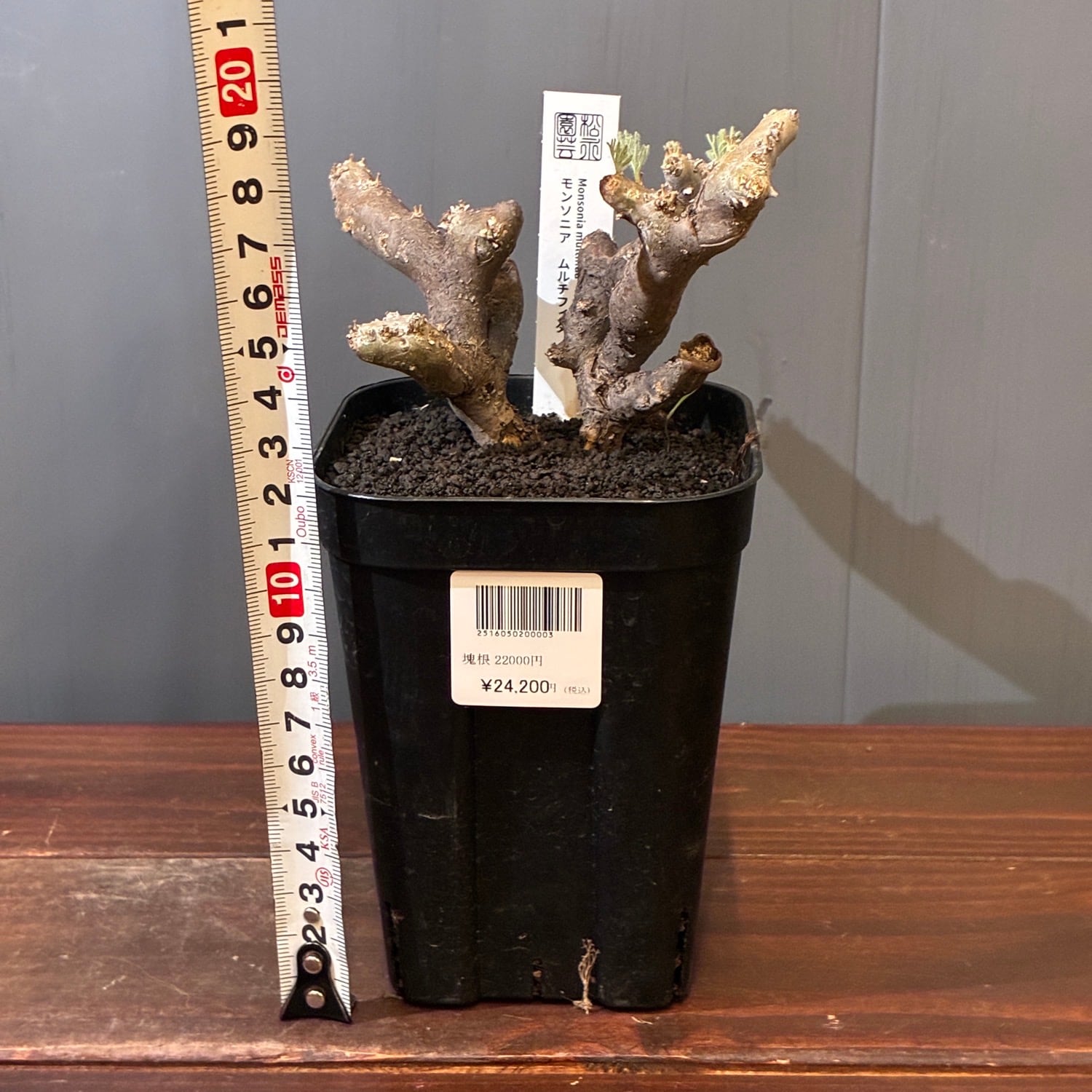 新着3日限定10%OFF】モンソニア ムルチフィダ（サルコカウロン