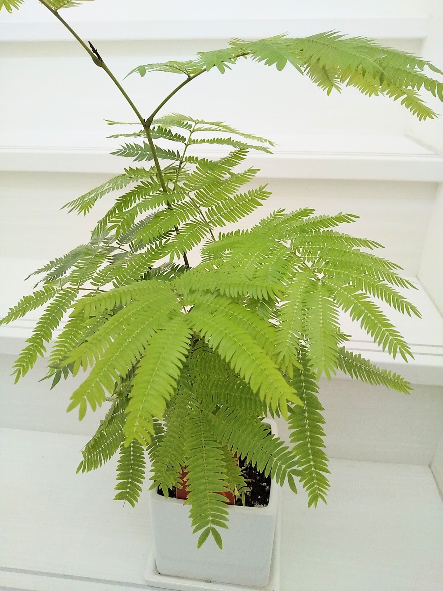 【引き取り限定】破格！エバーフレッシュ 約1.3m観葉植物 引き取り限定】破格！エバーフレッシュ 約1.3m観葉植物