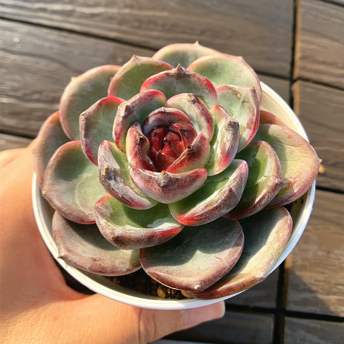 多肉植物 カガリビ 抜き苗 （龍爪】双頭 韓国苗 チビ苗 レア 抜き苗 