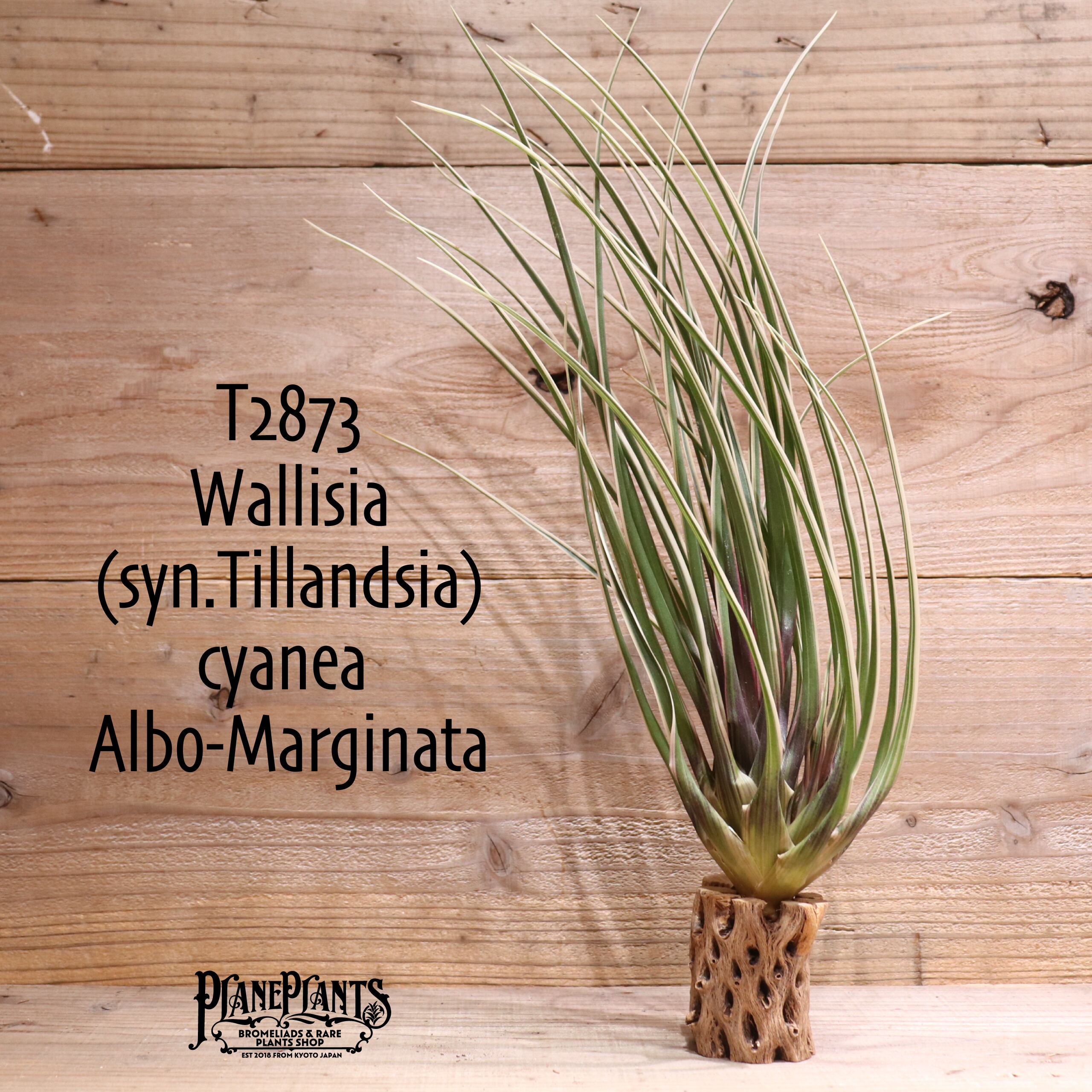 【送料無料】cyanea Albo-Marginata〔エアプランツ〕現品発送T2873