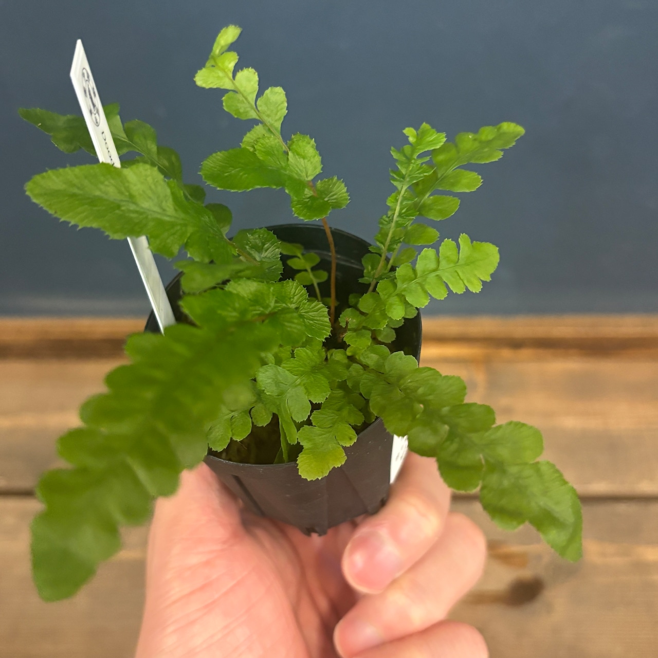 Doodia media【1090】