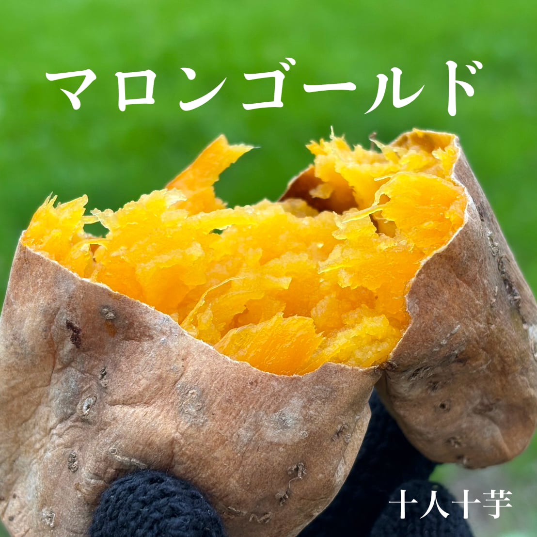 厳選壺焼き芋 栗かぐや 500g | さつまいも専門店 OIMOYA - 十人十芋