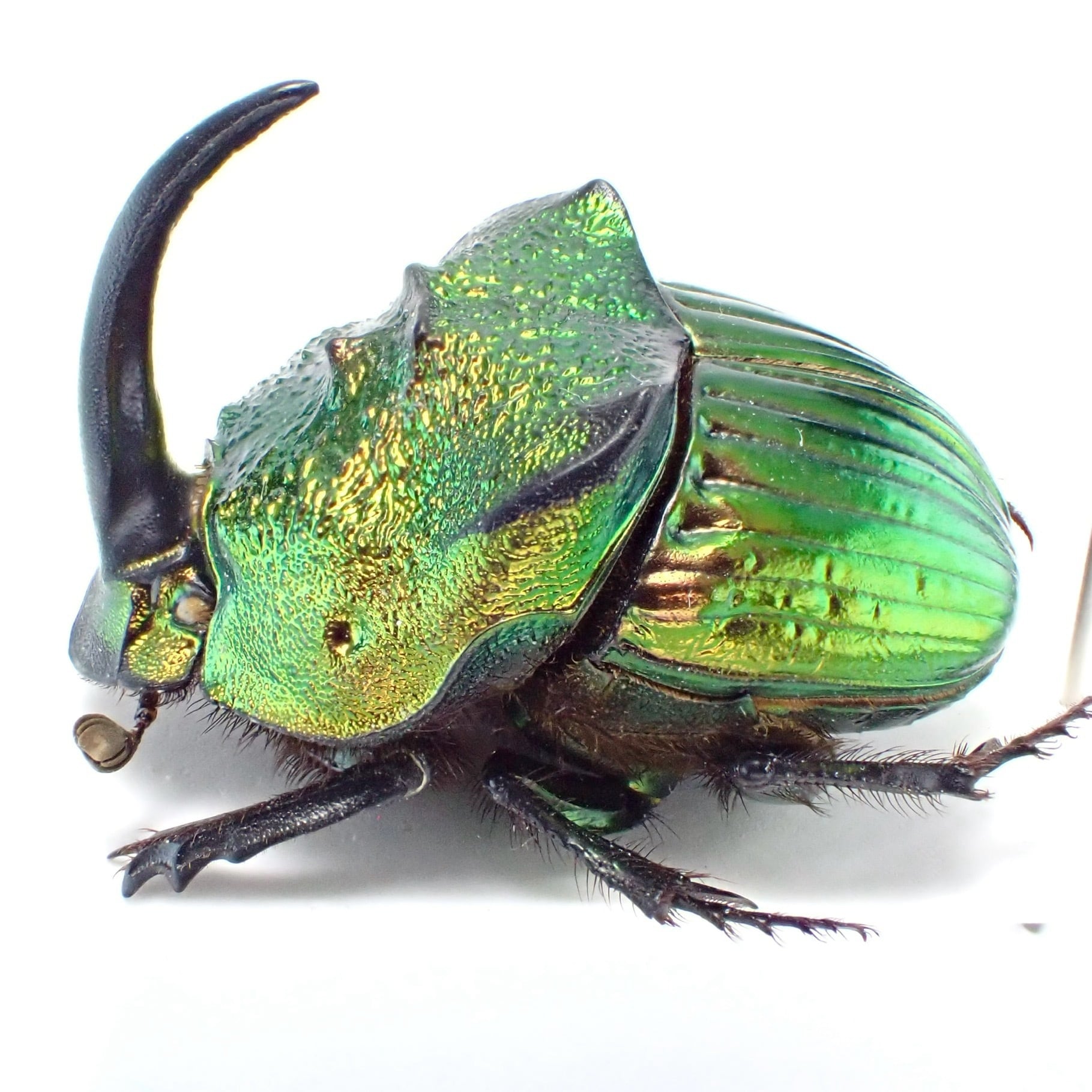 メキシコ産 Phanaeus mexicanus ♂ 22mm 緑橙 XL | 昆虫標本 Diggers