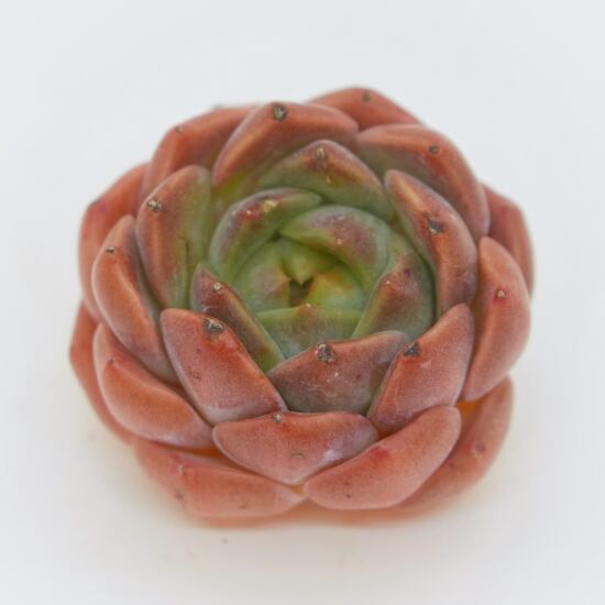 韓国苗 エケベリア オレンジフラワーズ