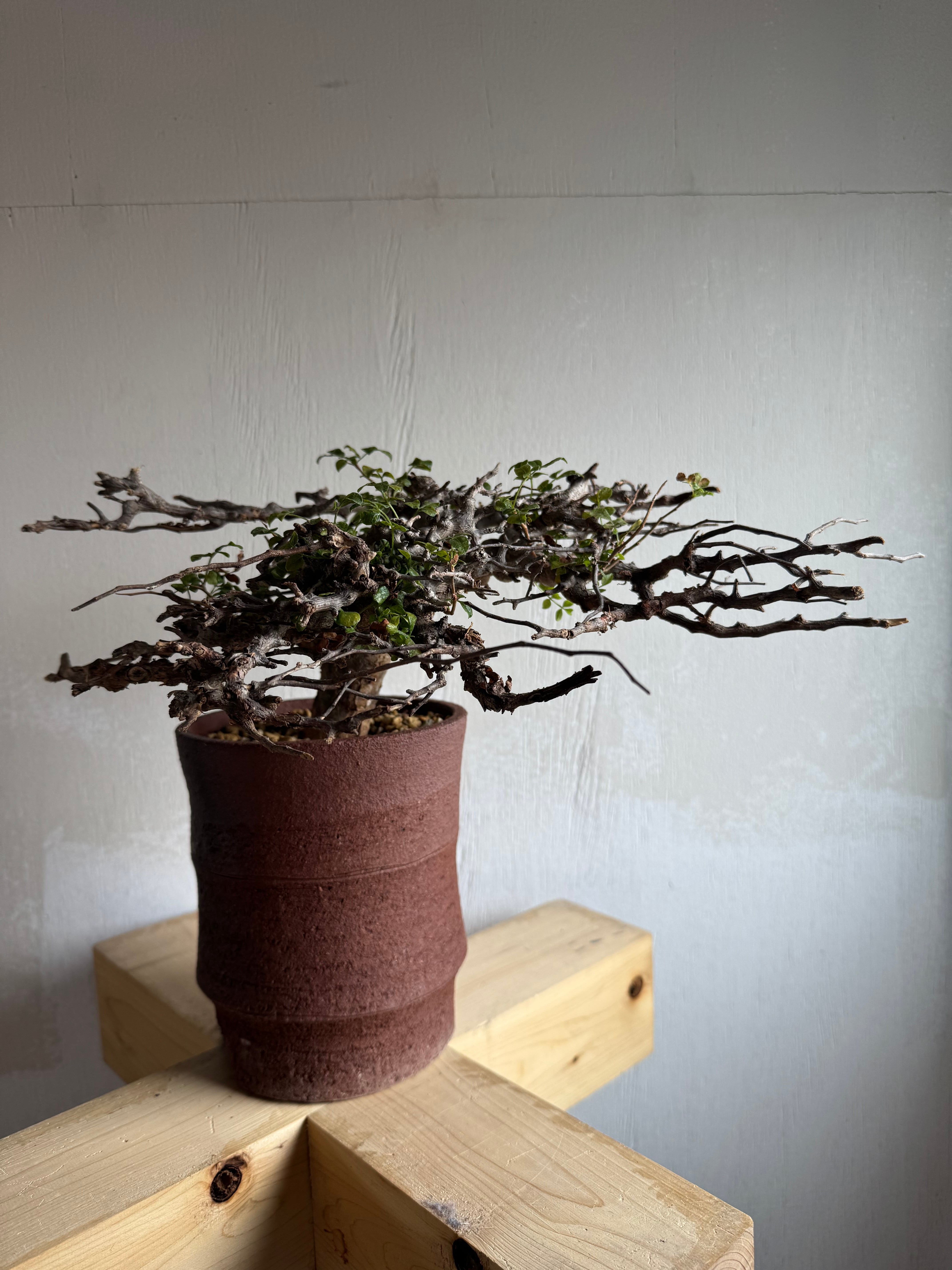 新着】Commiphora Eyl【最高の灌木 ・コンパクトなサイズ感