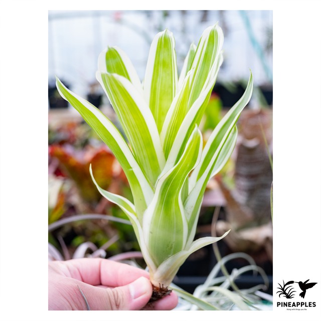 Aechmea gamosepal 'Lucky Stripe'