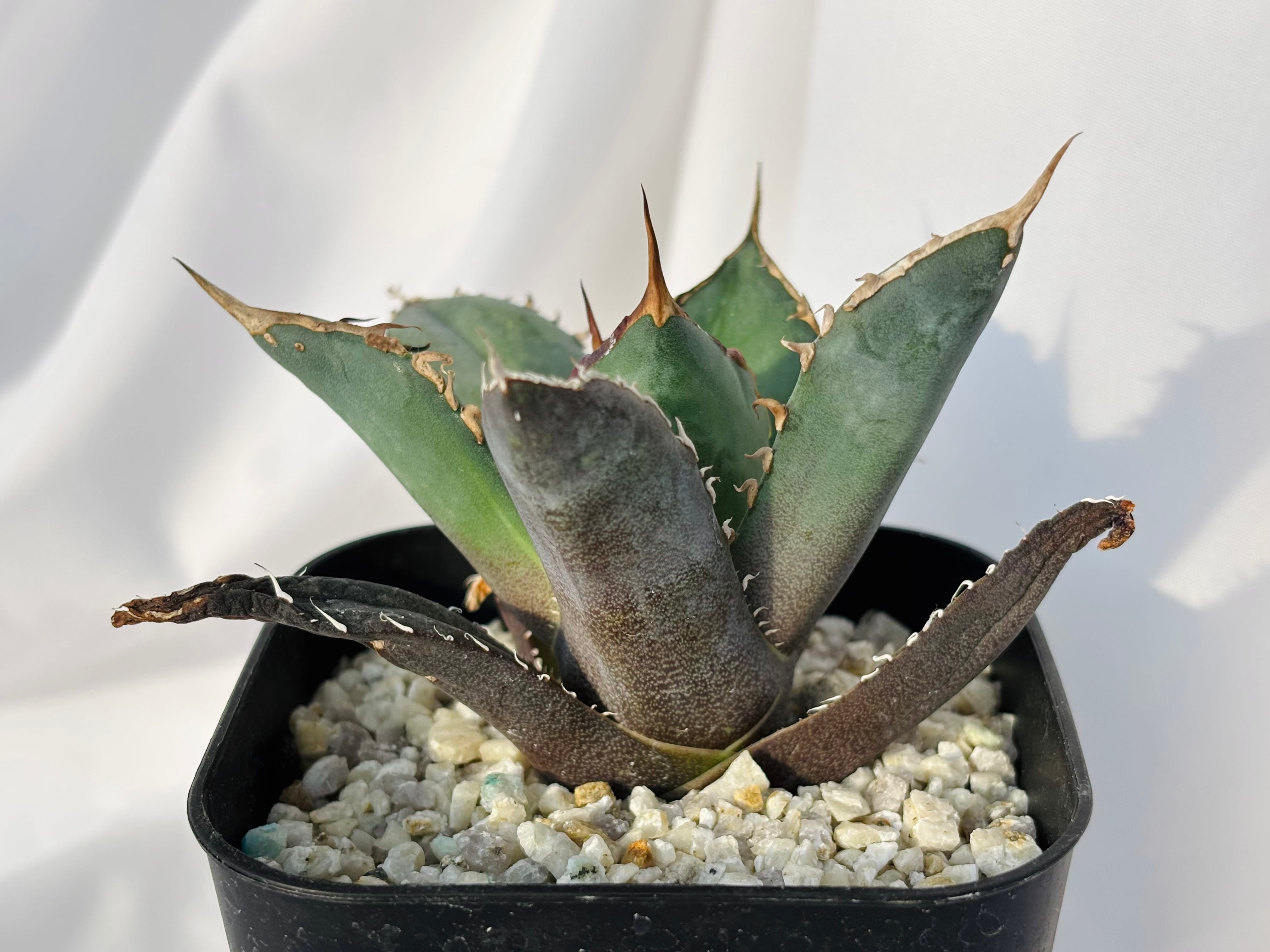 Agave titanota アガベ チタノタ オテロイ 多肉植物 | plants MARU