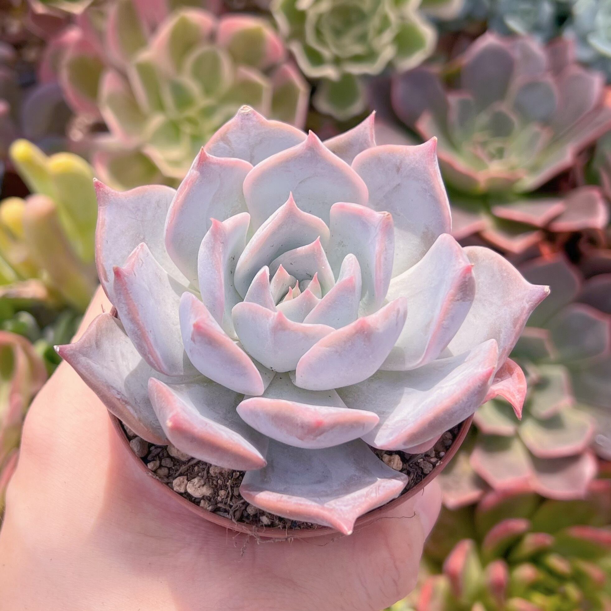 現物　Lilacina#575　新入荷