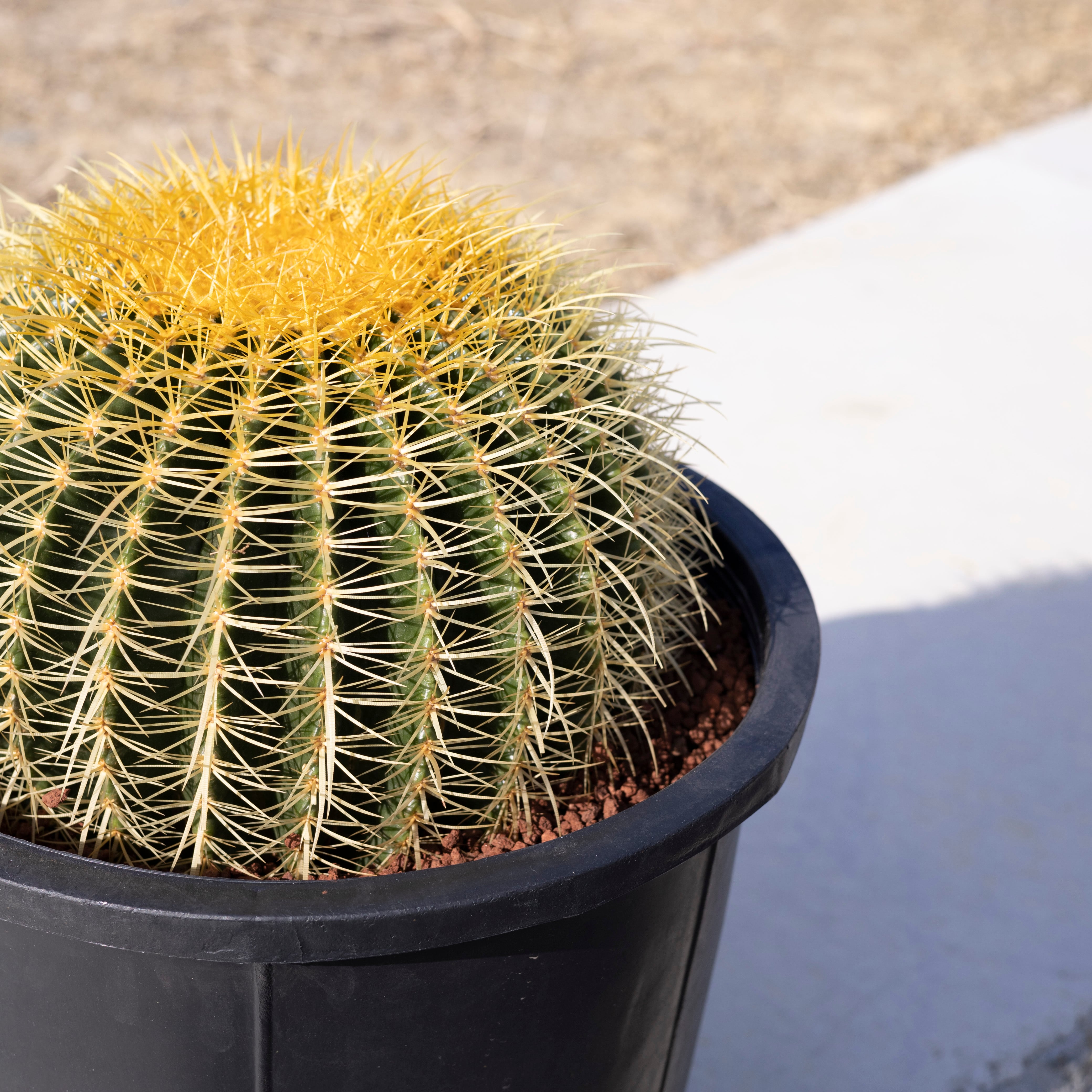 金鯱 サボテン Kinsyachi Echinocactus grusonii 特大 12号 ナーセリー