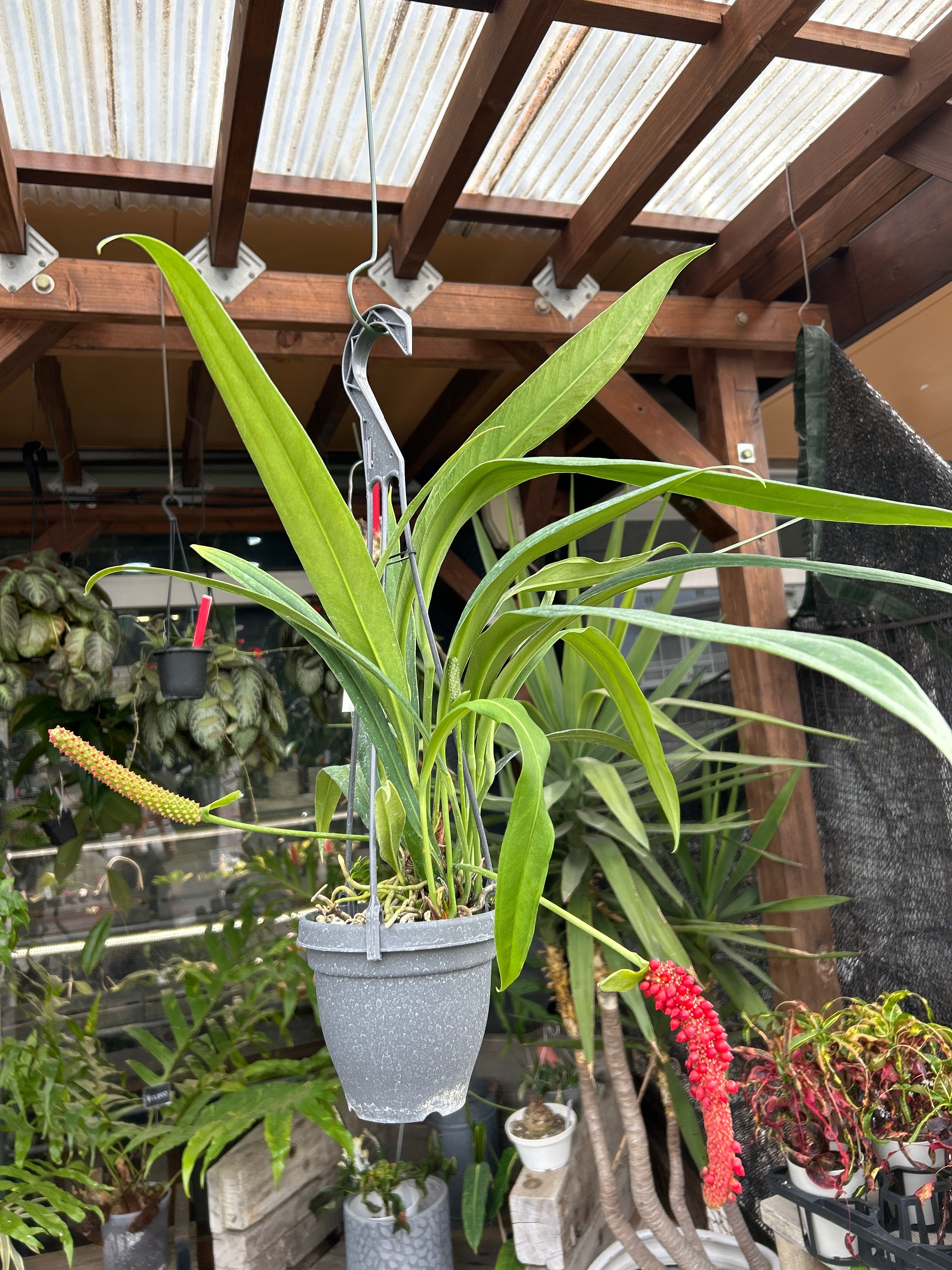 Bアンスリウム ビッタリフォリウム斑入り | MIDORIYA 観葉植物専門店