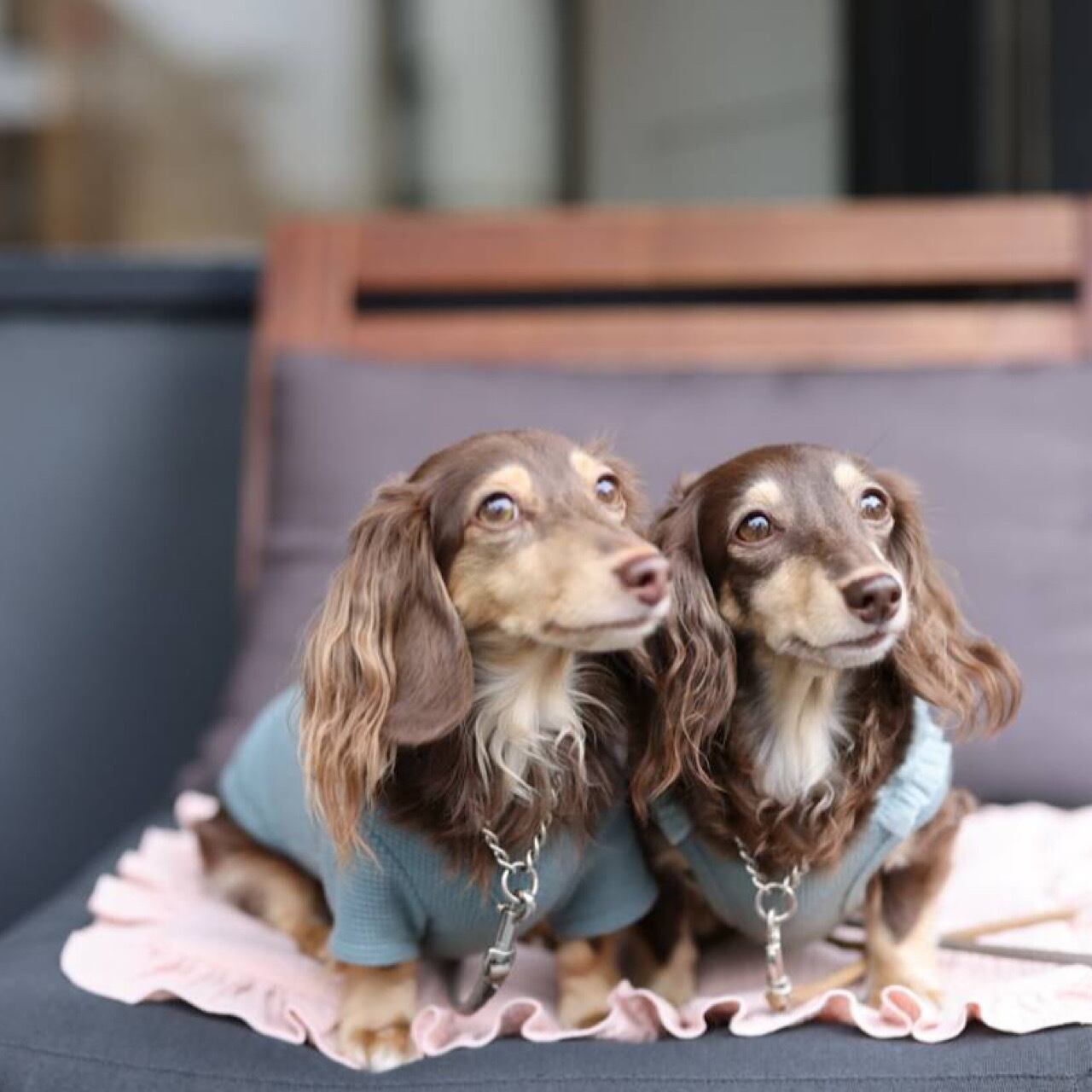 ワッフル ロンT | カニンヘンダックスとミニチュアダックス専門のお