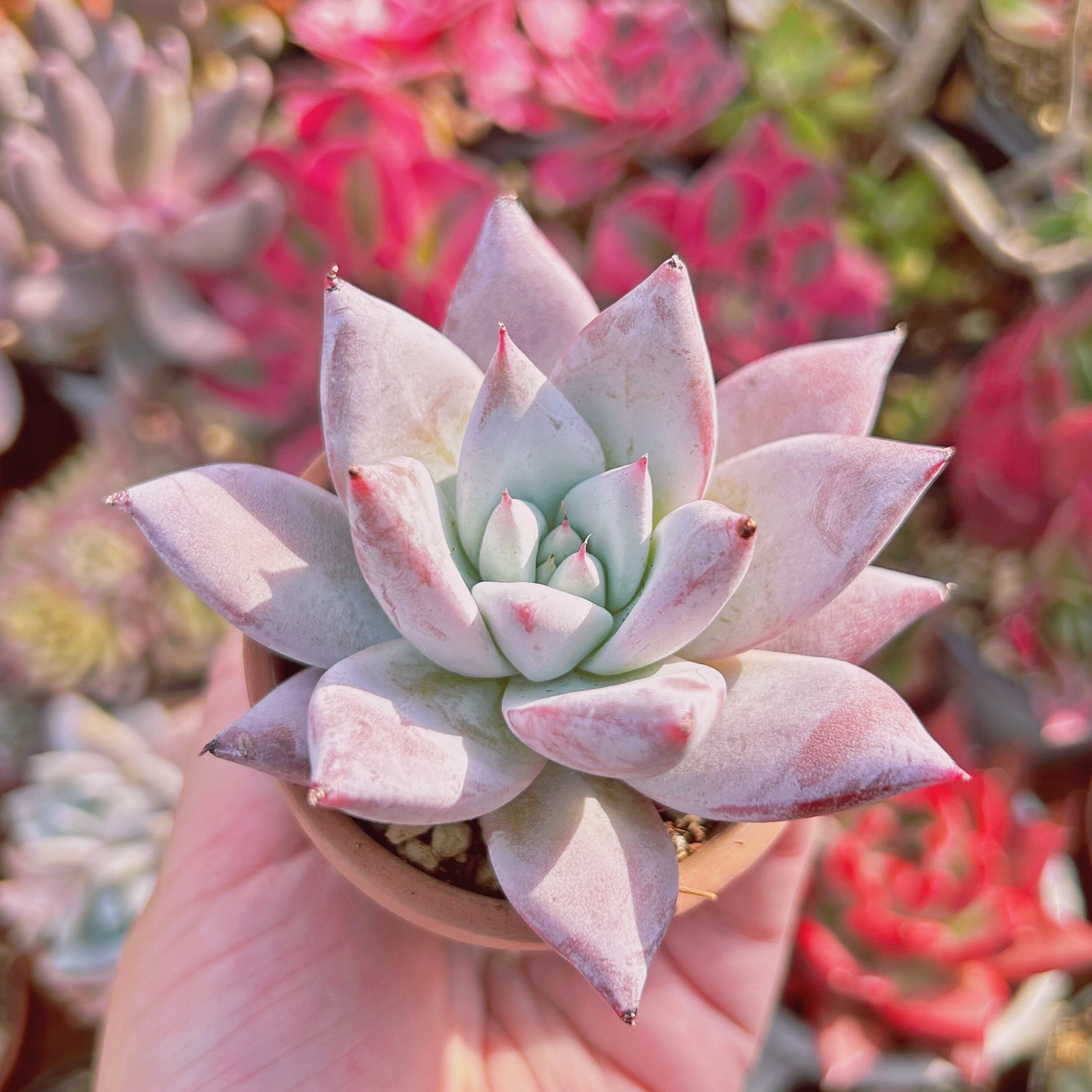 多肉植物 Echeveria メキシカンジャイアント 大苗 | るる農園~多肉植物専門