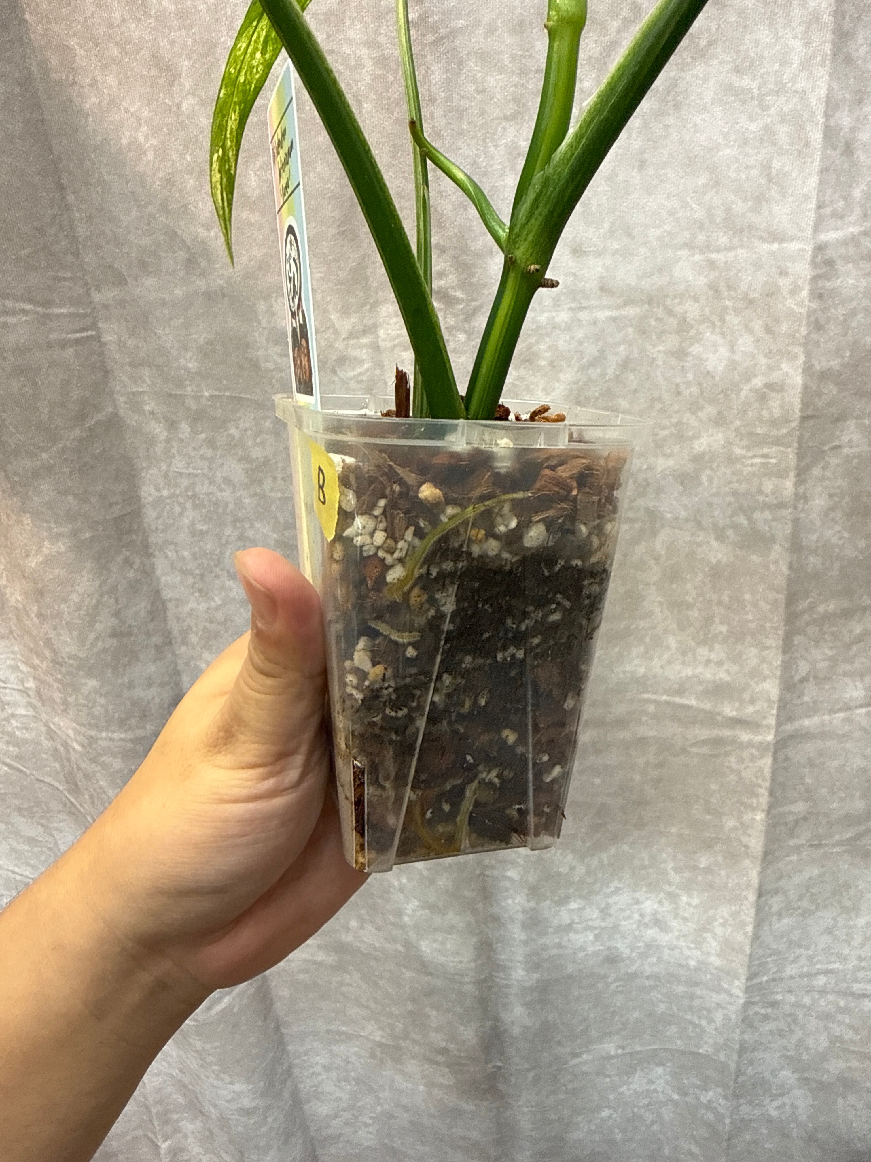 B 希少 Philodendron Holtonianum 'Aurea' variegated | Gardenえん