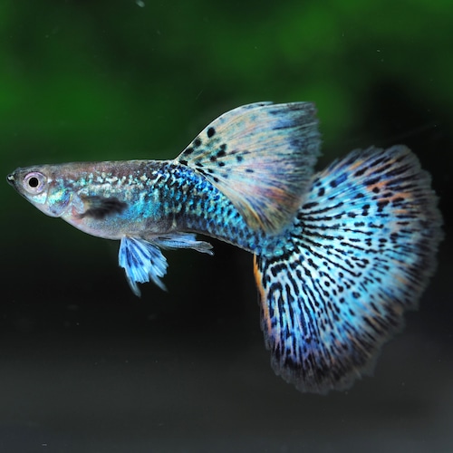 【現物】ブルードラゴンレッドドーサル　2ペア