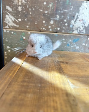 アンゴラ・シルバーモザイク・ホワイトテール①