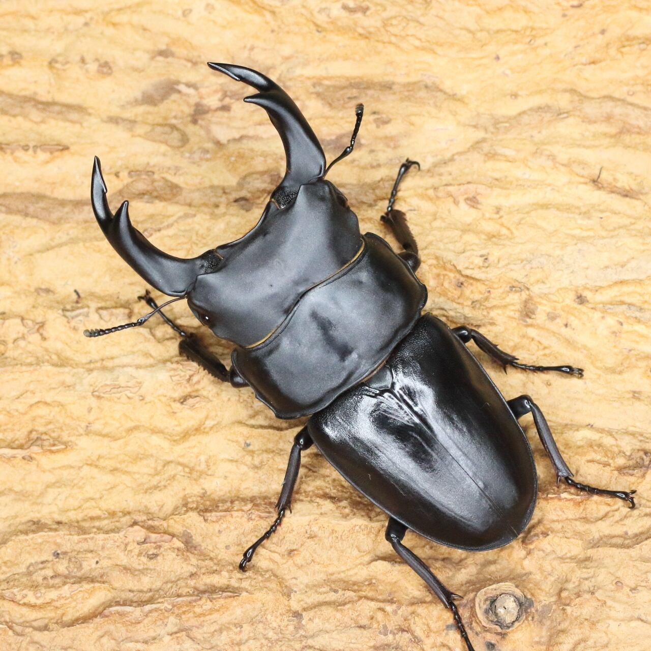 ♂86.2(24H2)・♀55.2(24B1)・♀56.5(24D3)◇オオクワガタ能勢YG血統