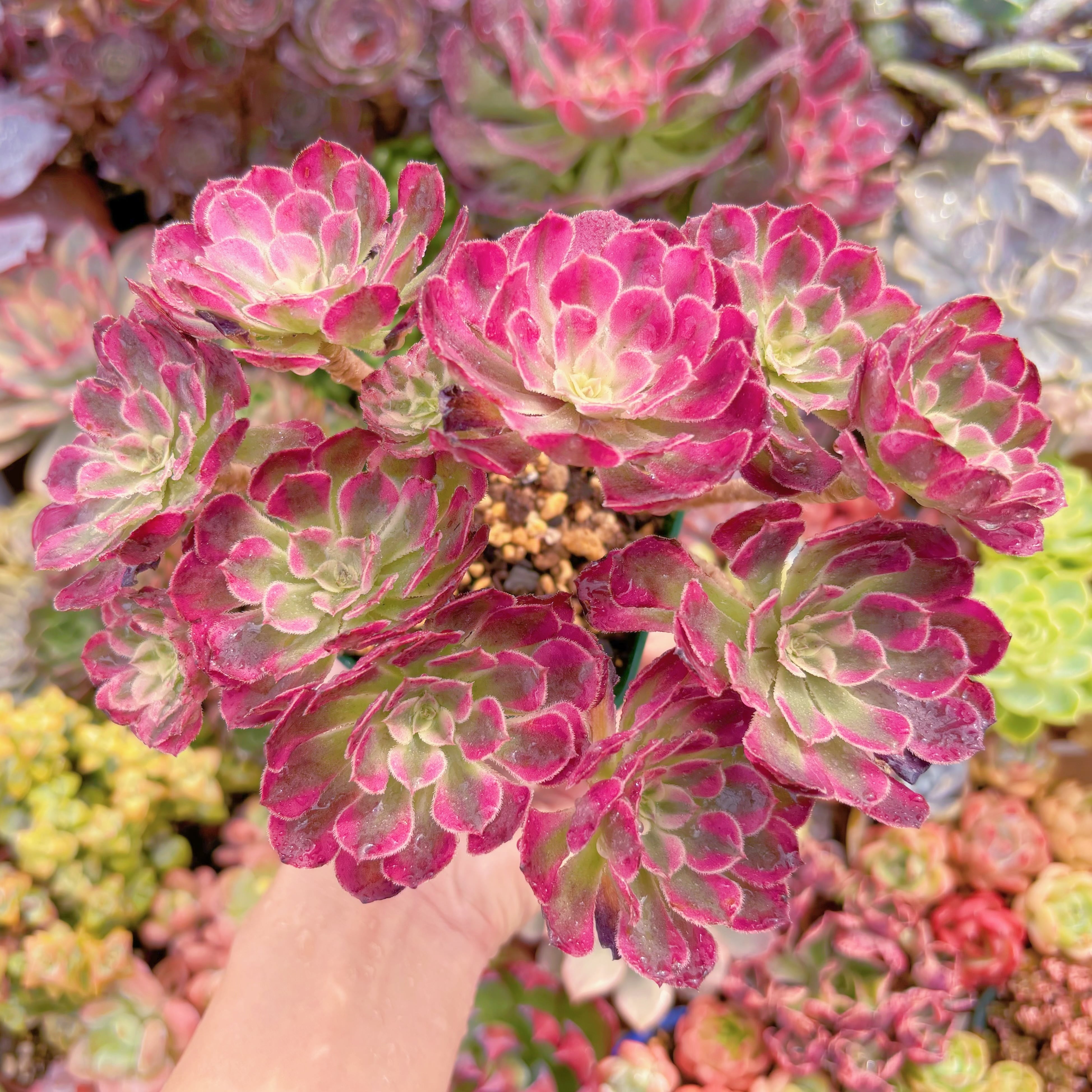 現品　ブラックチェリー#B72　大群生　るる農園