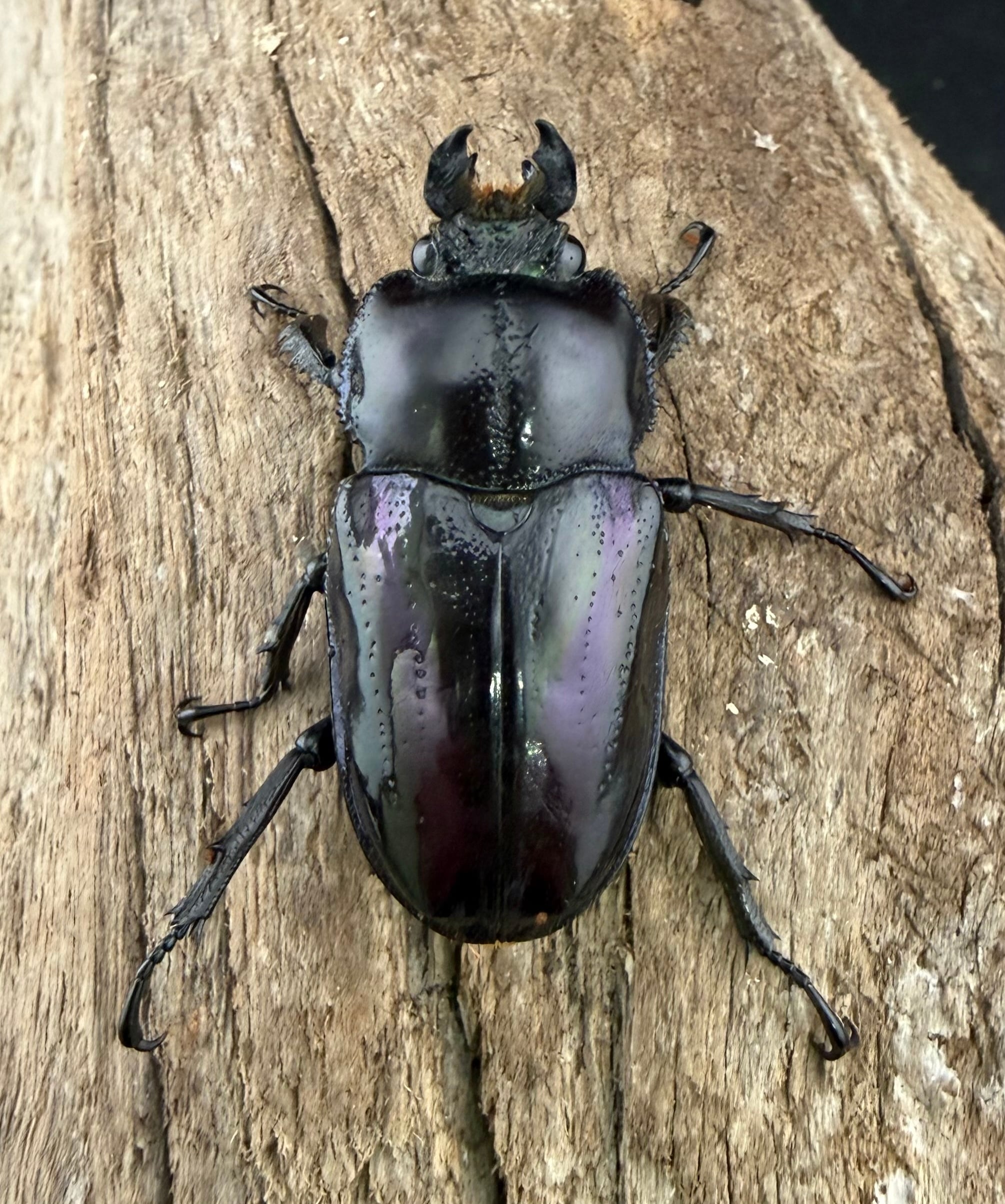 ニジイロクワガタ 紫紺系 55.5mm ペア》 | KPW公式オンラインショップ