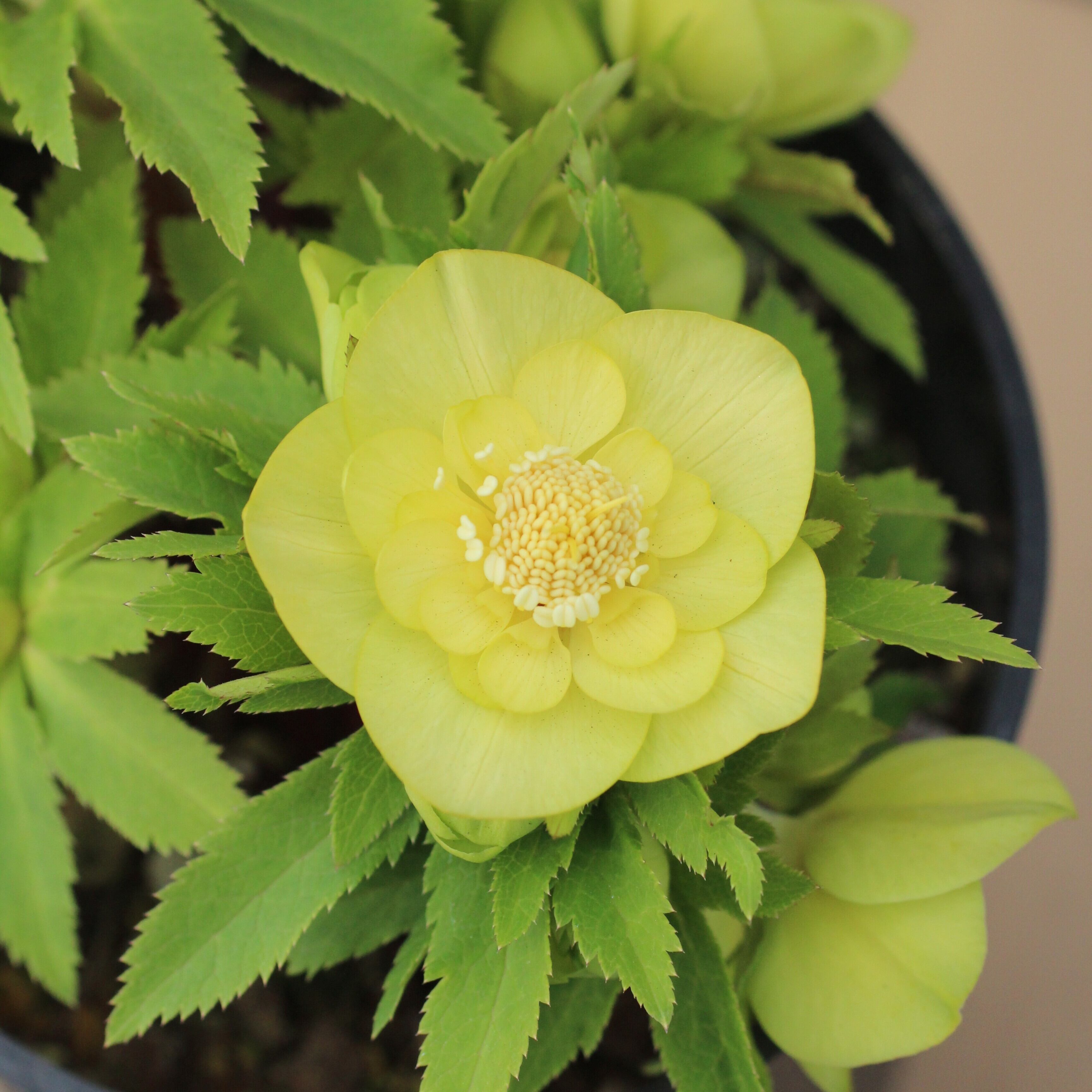 WS26-070 クリスマスローズ ウィンターシンフォニー オーレア系