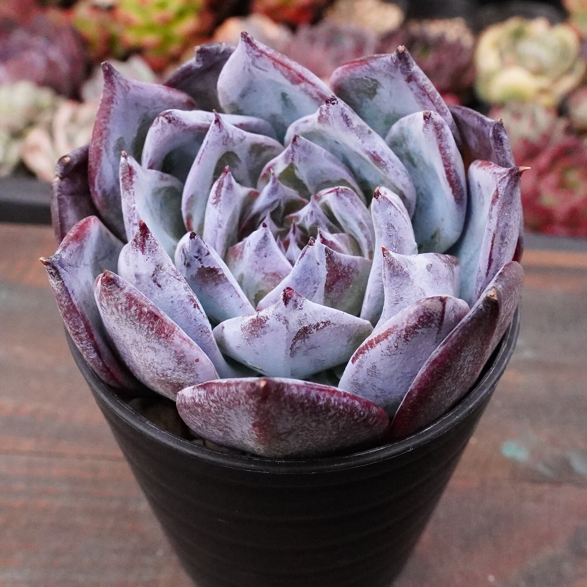 raulensisu 中(韓国苗) The charm of Korean succulent seedlings explodes - YouTube