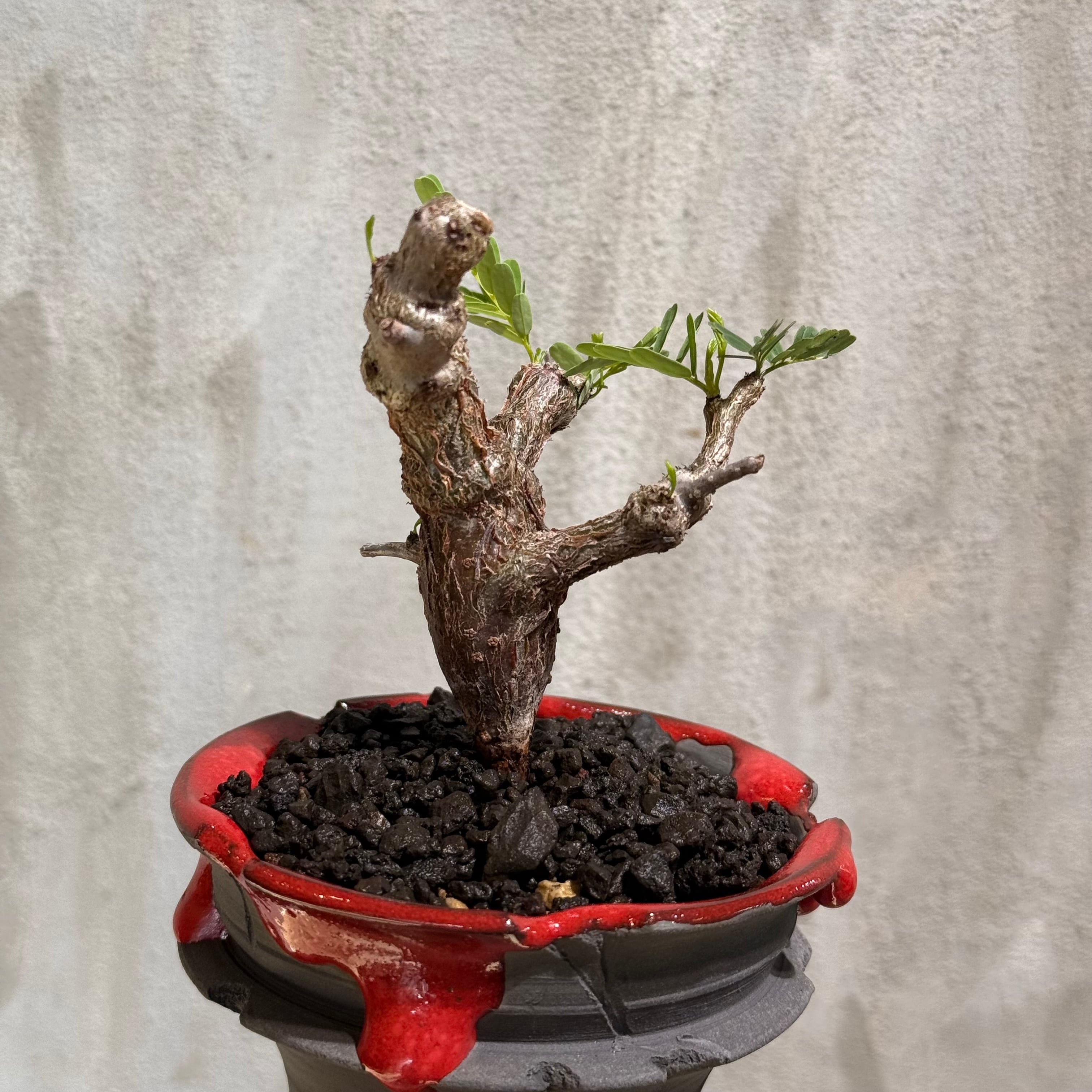 植物×鉢】センナ メリディオナリス × WILD HEAVEN <OLD CASTLE> | A-PLANTS