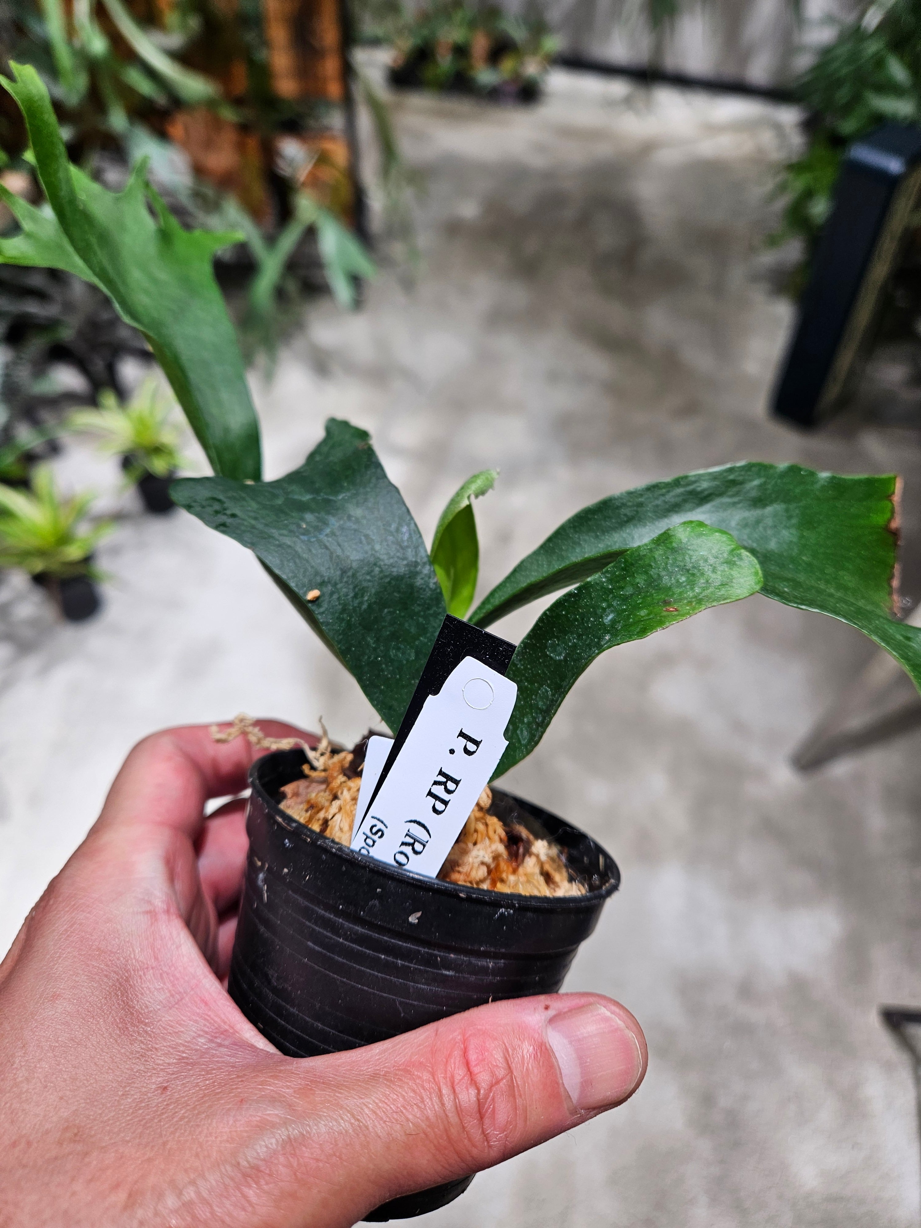 P. RP Sporeling (hillii Rod Pattison)【artPLANTs/PLANTS GARAGE