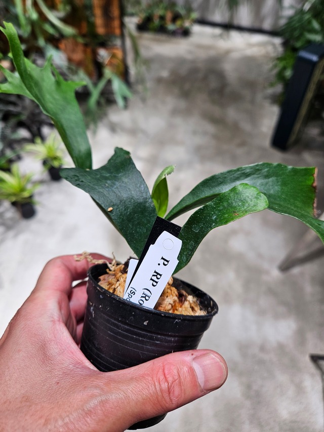 P. RP Sporeling (hillii Rod Pattison)【artPLANTs/PLANTS GARAGE 】ビカクシダ/Platycerium