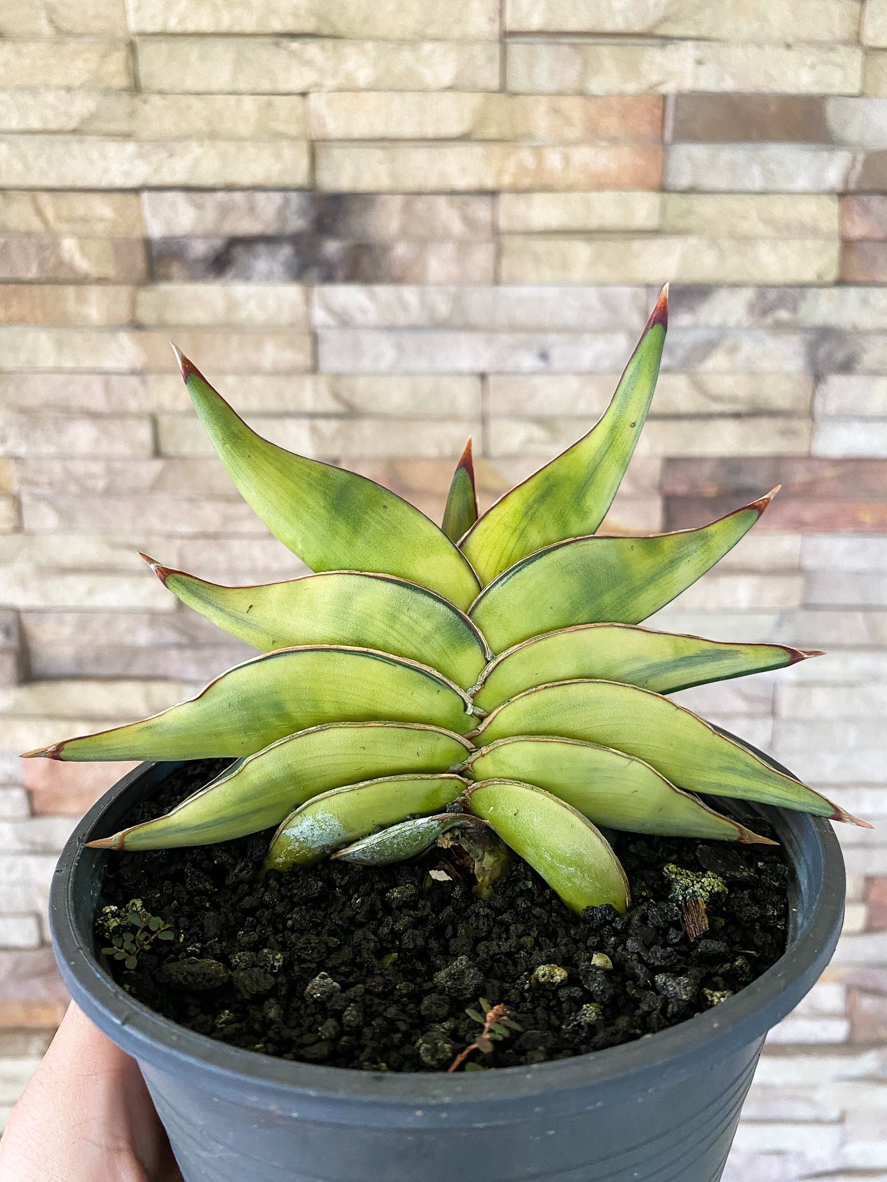 Sansevieria hybrid variegated サンセベリア