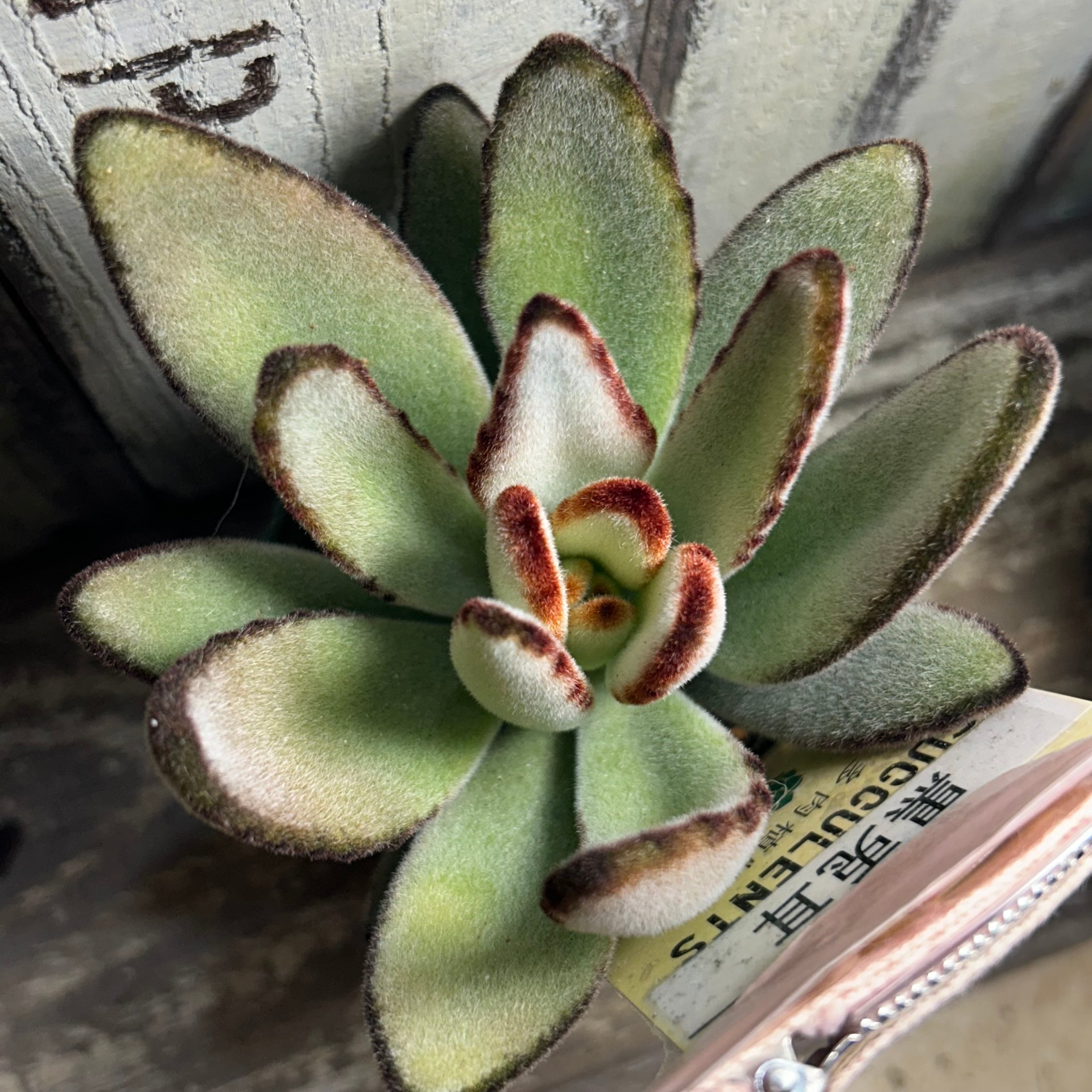 コーニッシュトリビュート アエオニウム | RuPo 多肉植物専門店