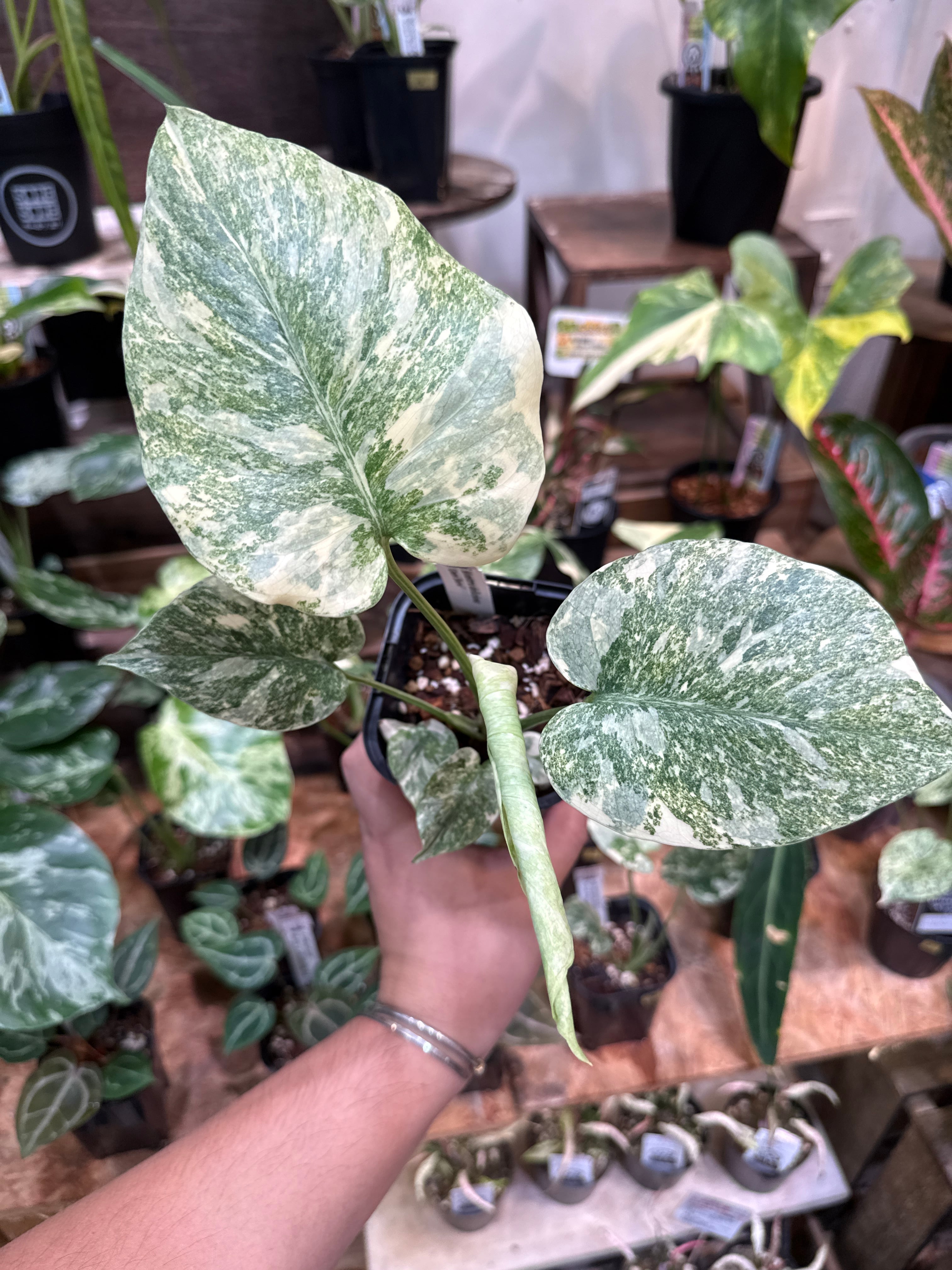 13. モンステラ デリシオサ グリーンスノー / Monstera D. 'green snow