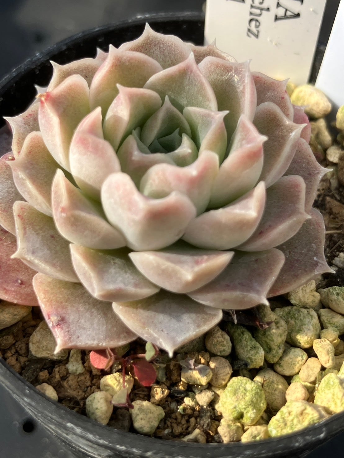 現物商品】ケーレス実生混入種 | 多肉植物研究所