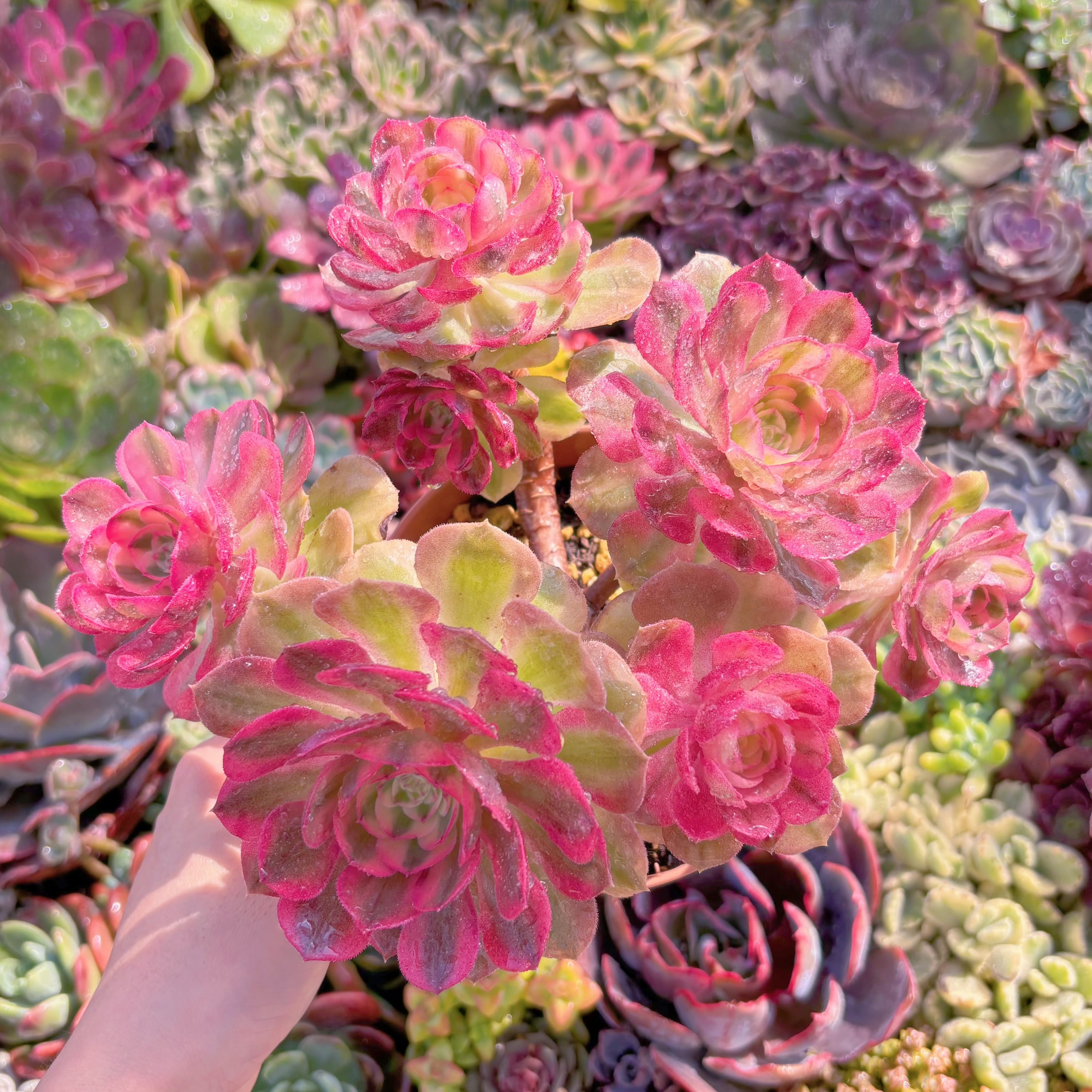 現品　ハロウィン白錦#A088　大群生　るる農園