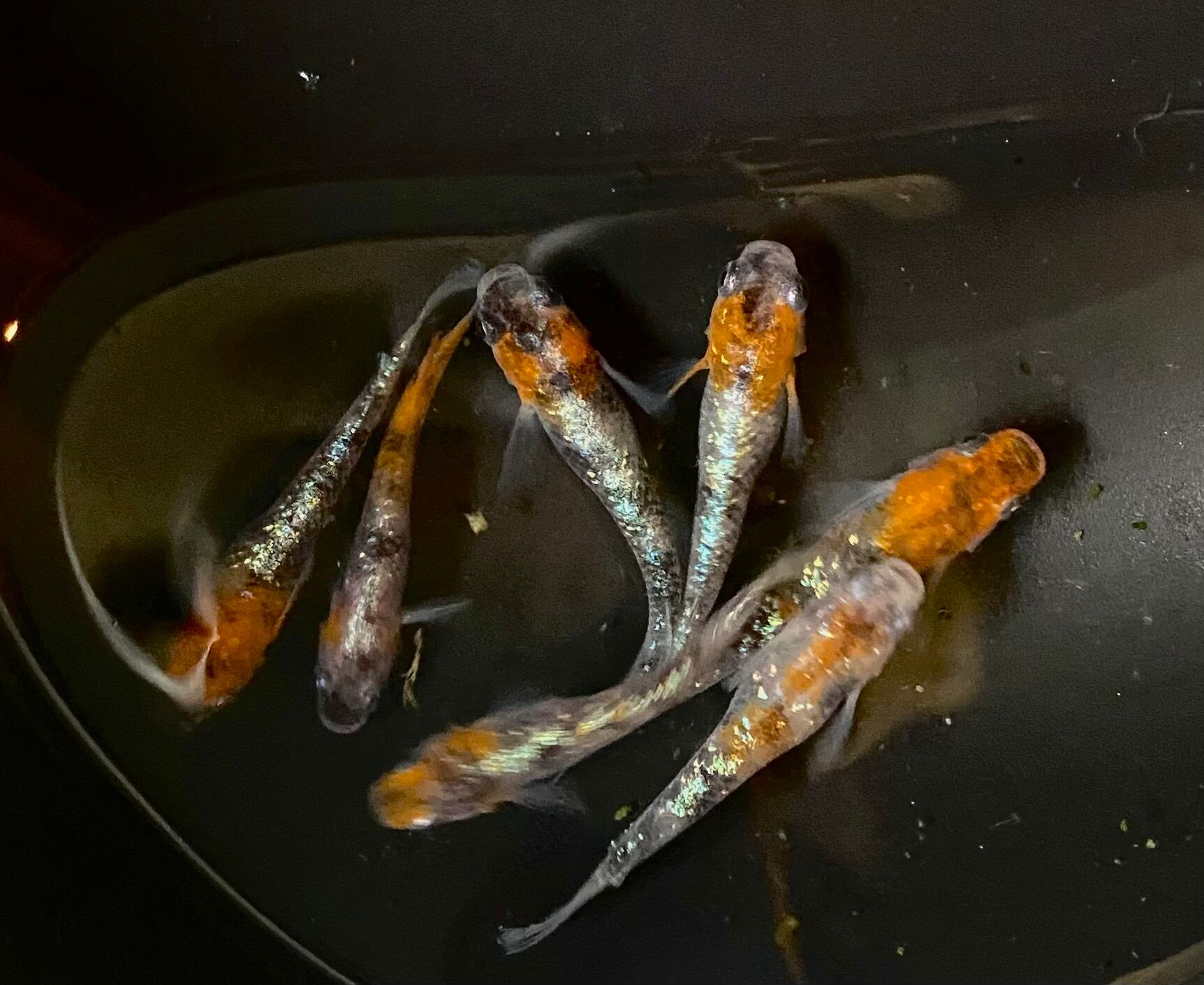 レッドクリフ紅白若魚6匹セット | メダカ専門店 Todo-Fish