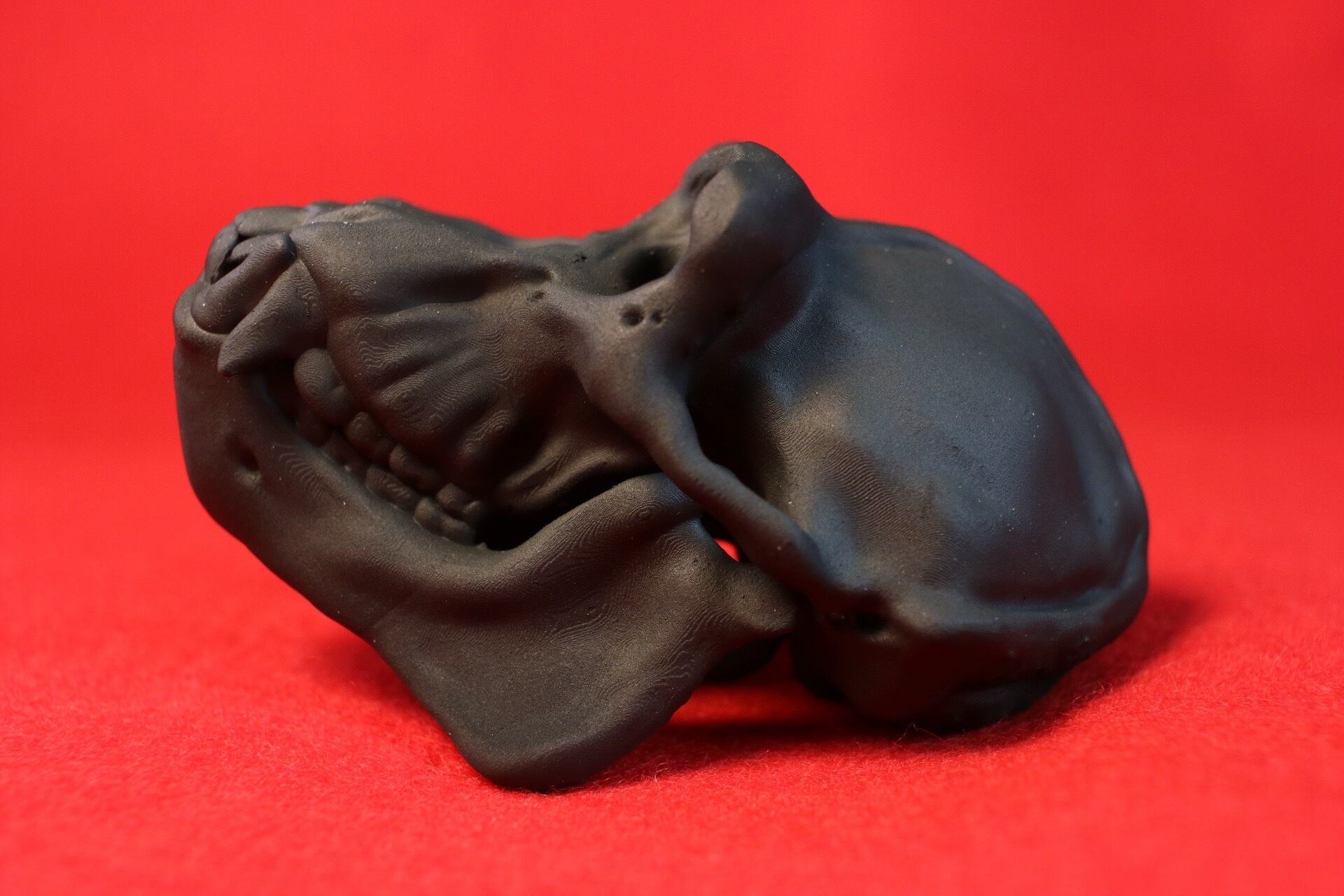 選べる2色・リング付き】チンパンジー 縮小 頭骨レプリカ | アンフィ