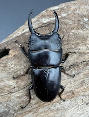 【WD】長歯《パプアヒラタクワガタ 52.5mm ペア》