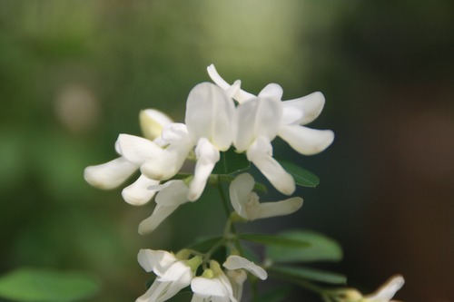 シロニキザキミヤギノハギ（白二季咲宮城野ハギ）　９ｃｍポット【山野草】の画像