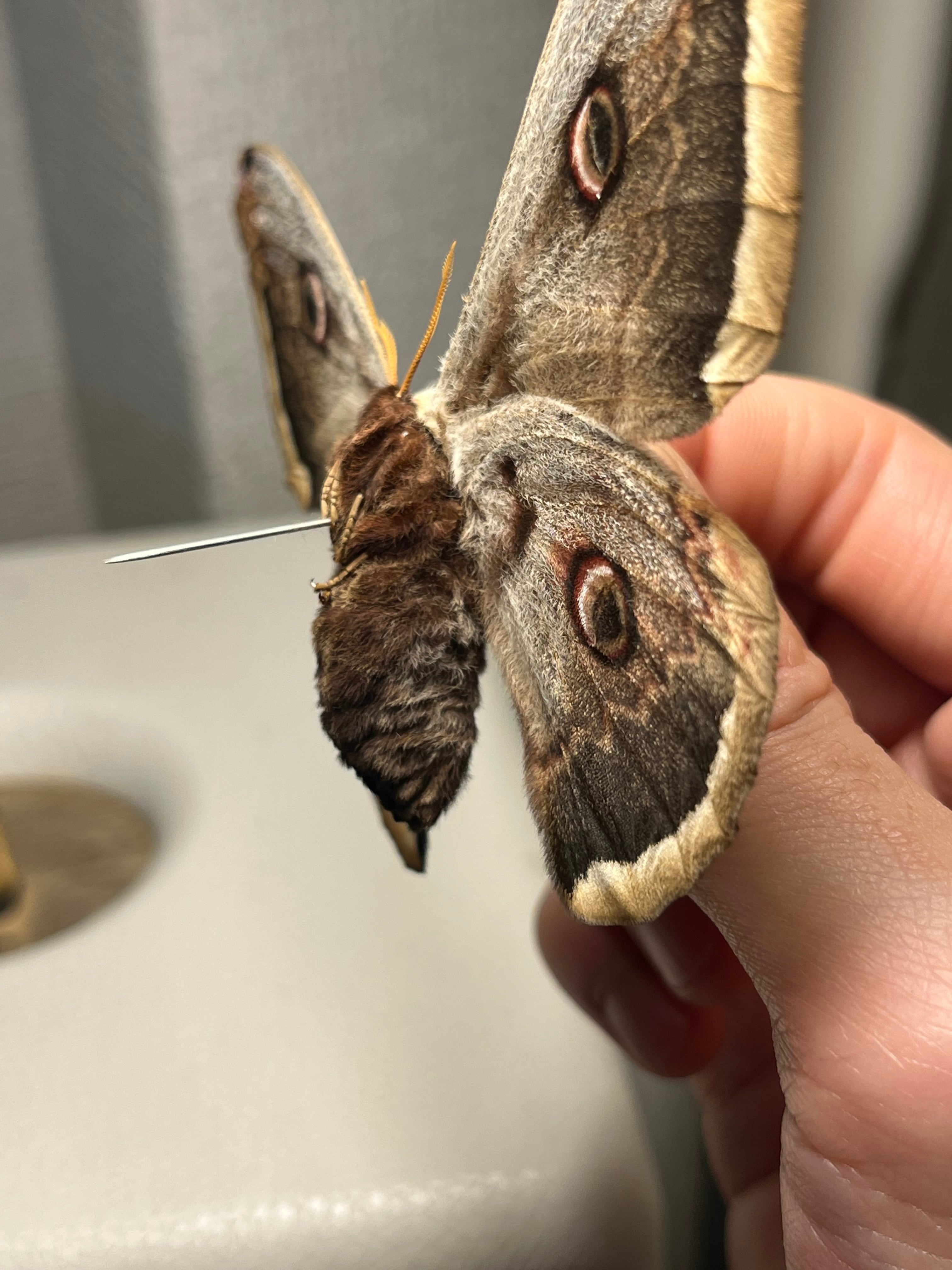 オオクジャクヤママユ シンジュサン オナガミズアオ オオミズアオ 標本