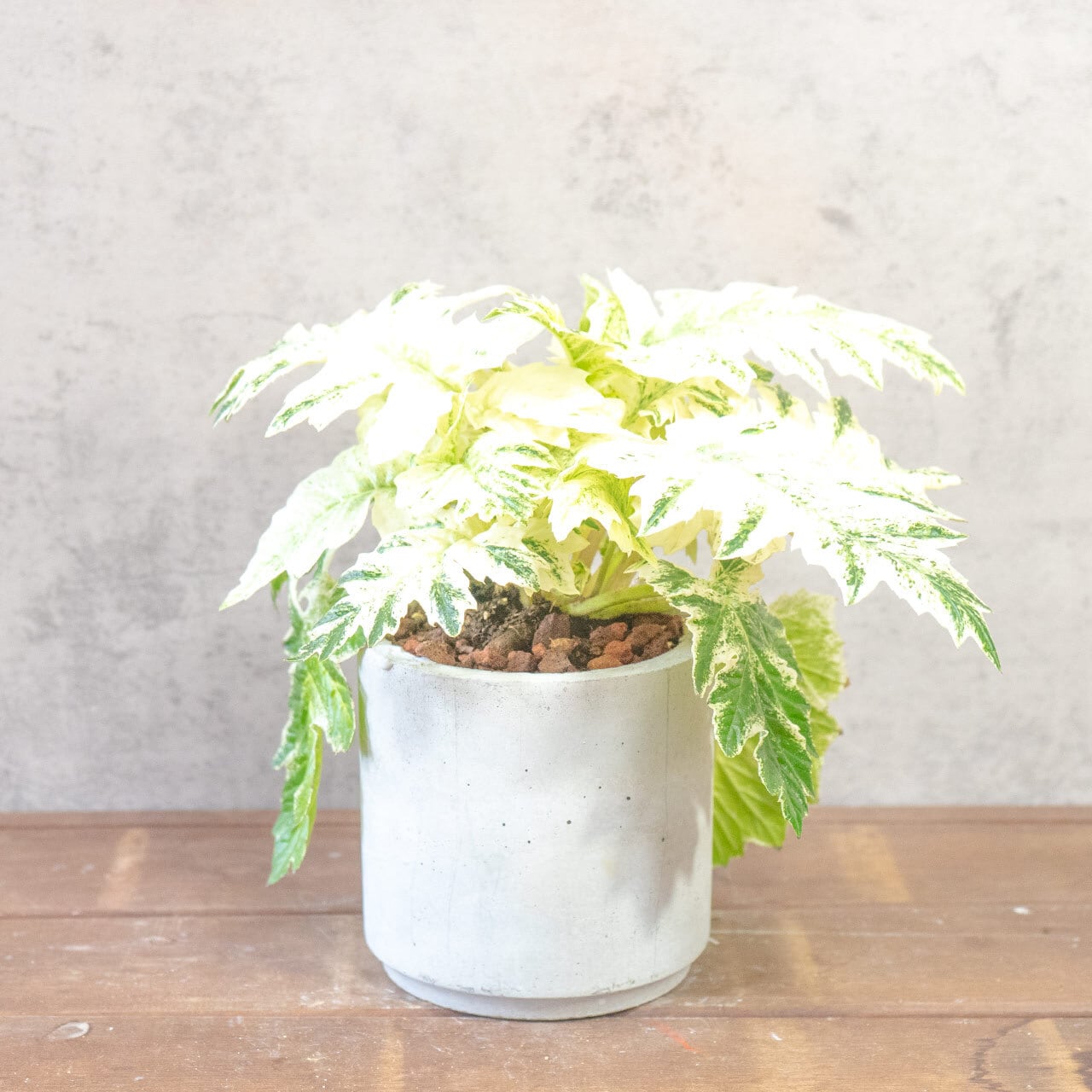 【ゴージャスな斑入り葉】アカンサスモリス・タスマニアエンジェルを、根腐れを防ぐ独自配合の用土で。美しい葉を健やかに保つ仕立て｜虫発生抑制｜送料全国一律850円