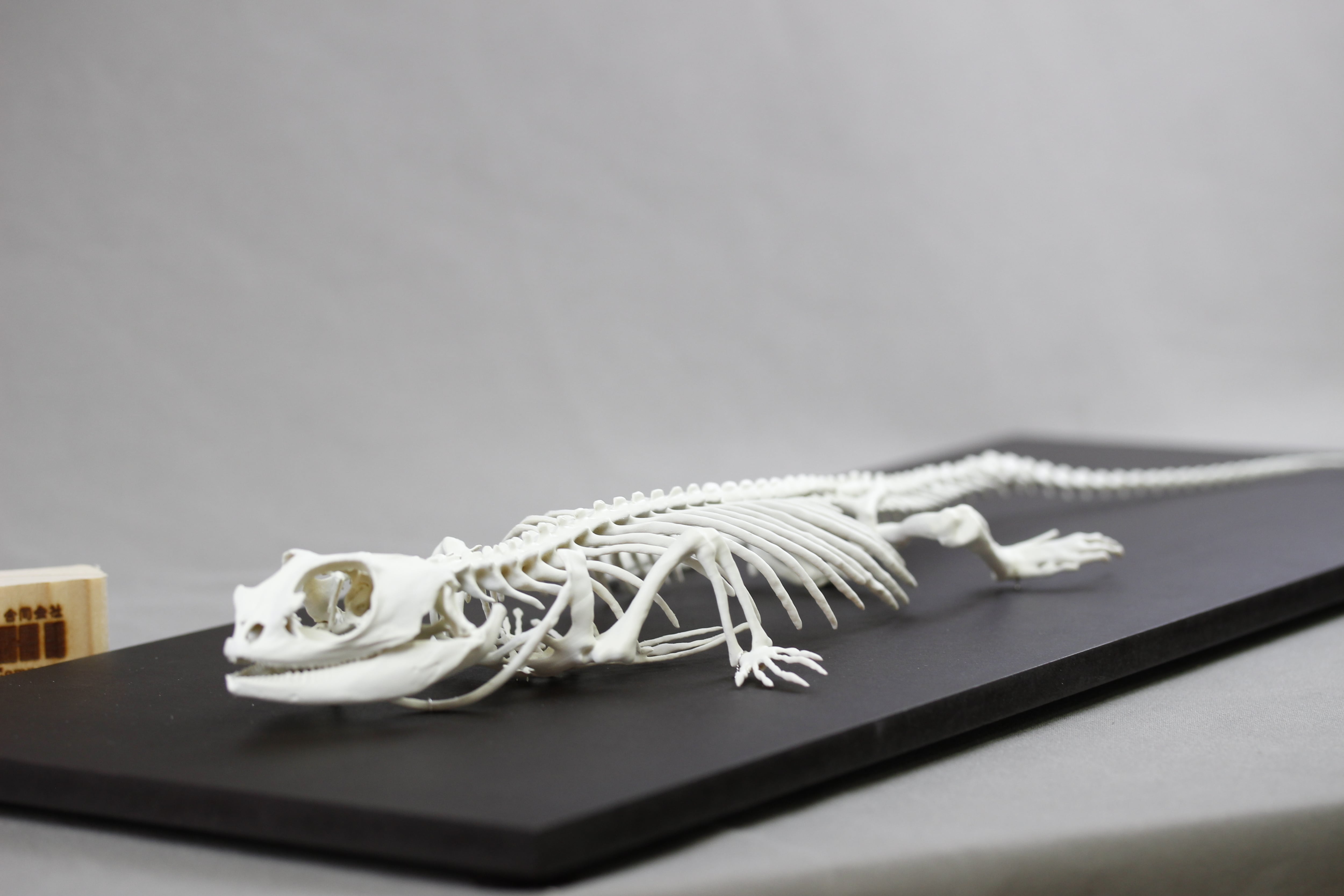 フトアゴヒゲトカゲ 原寸大全身骨格レプリカ bearded dragon, Full