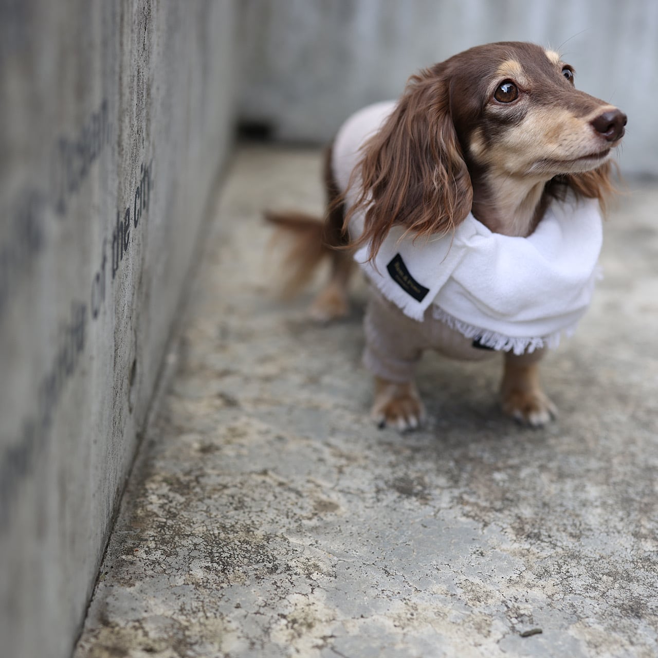 マフラー 2023-2024 ⚠︎ホワイトSのみ⚠︎ | カニンヘンダックスと