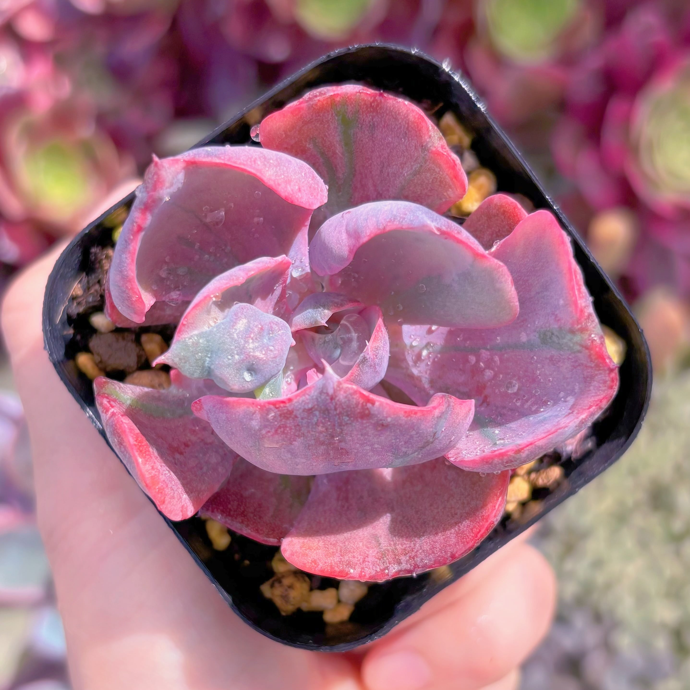 現品　ECHEVERIA ‘HEART’S DELIGHT’#569　るる農園