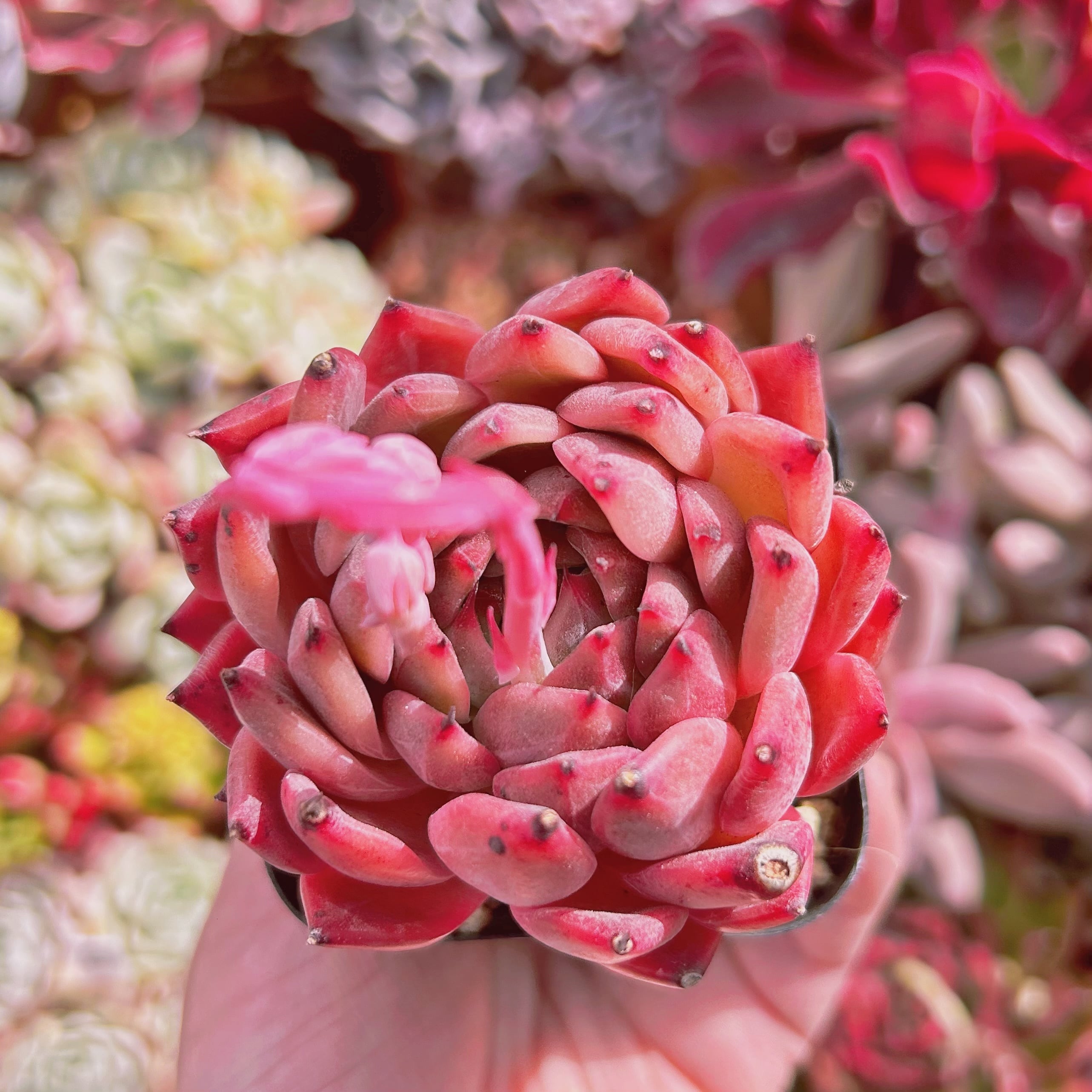 #024現物　多肉植物　アンジェラ