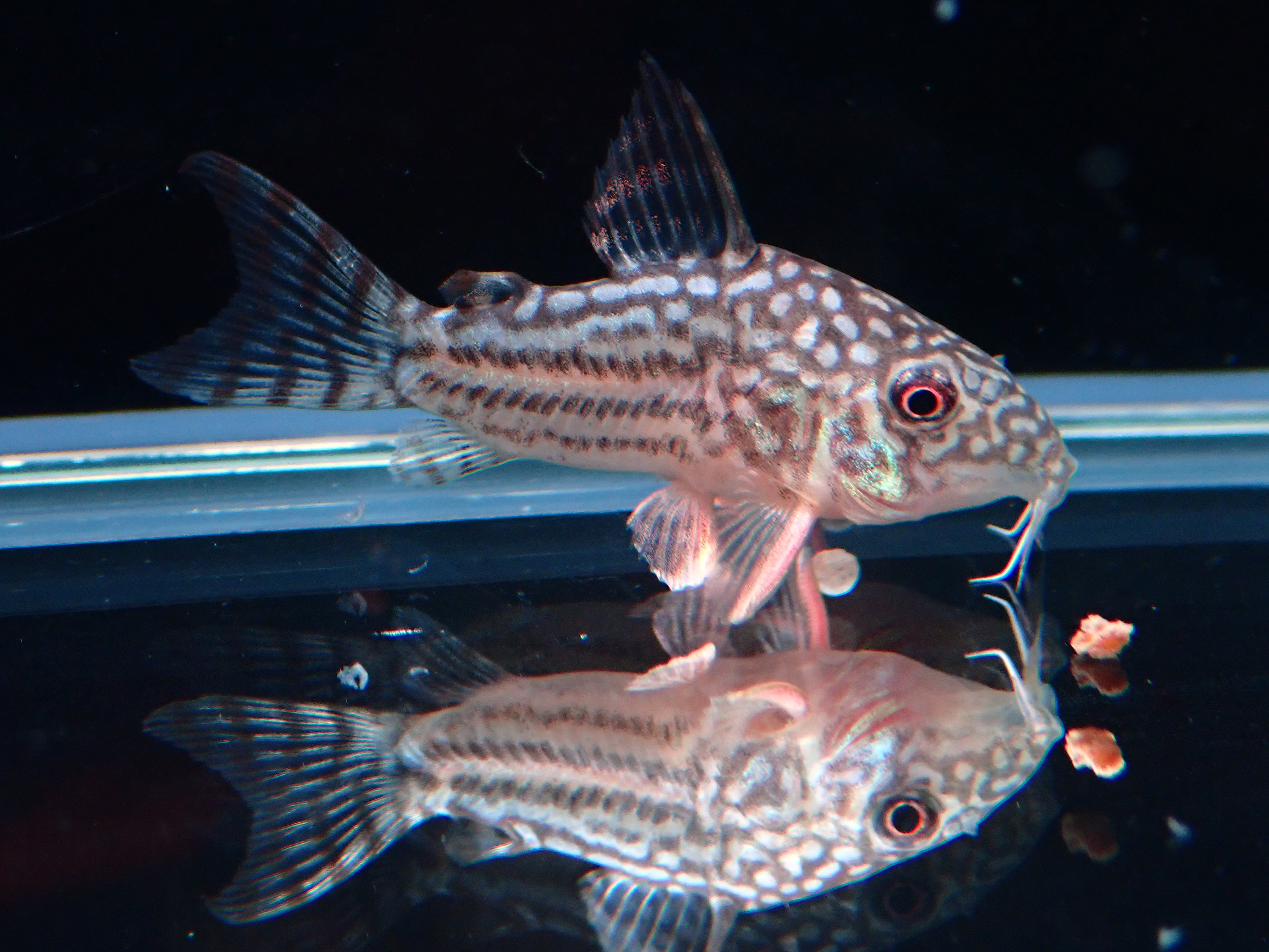 コリドラス ステルバイ