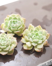 発根済カット苗 シェリー Echeveria 'Sherry'