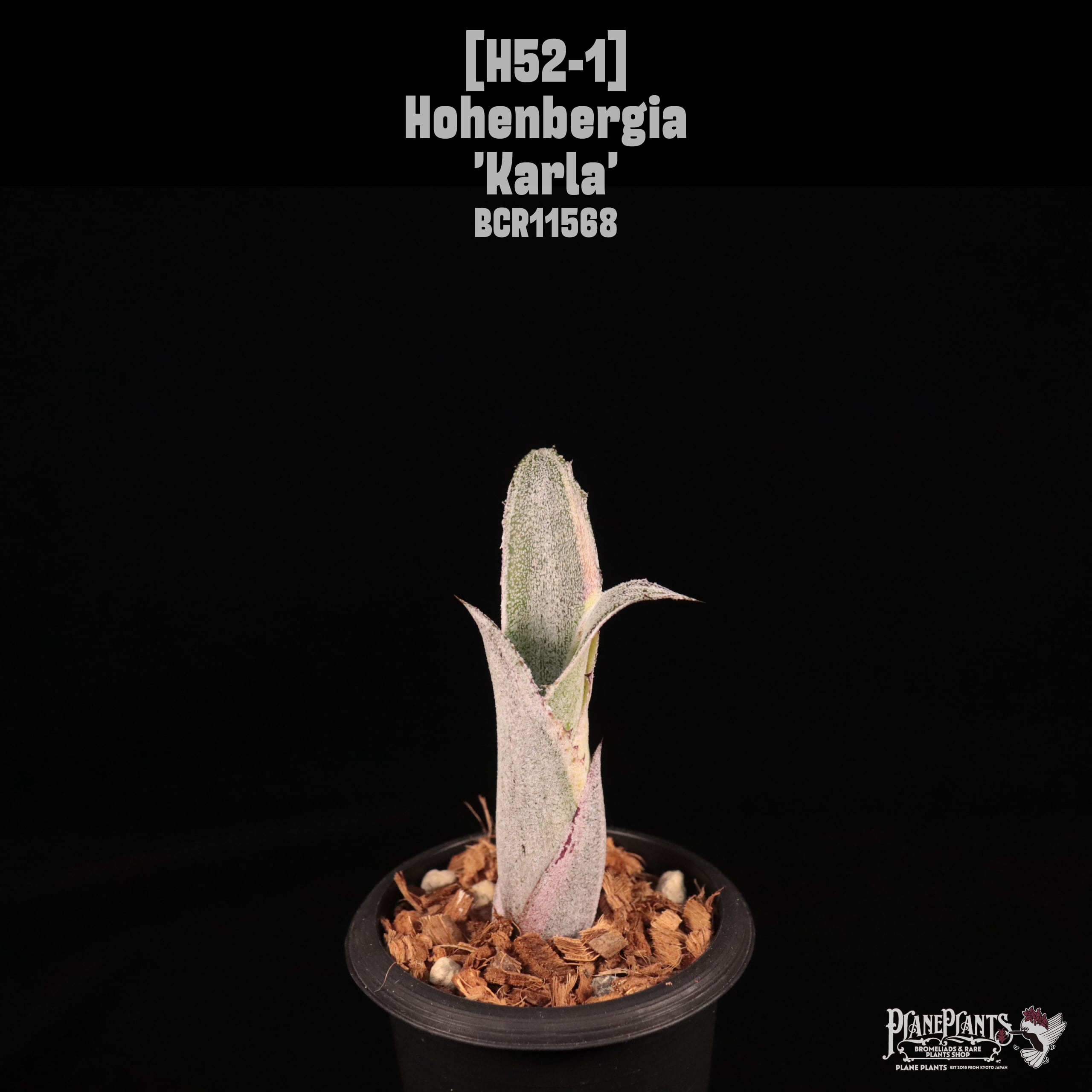 送料無料】Hohenbergia 'Karla'〔ホヘンベルギア〕現品発送H0078