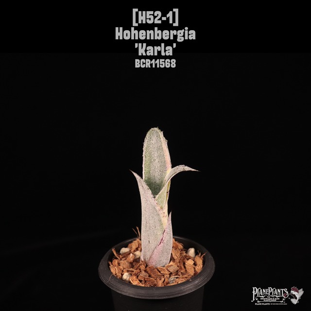 Hohenbergia sp. 357〔ホヘンベルギア〕H249
