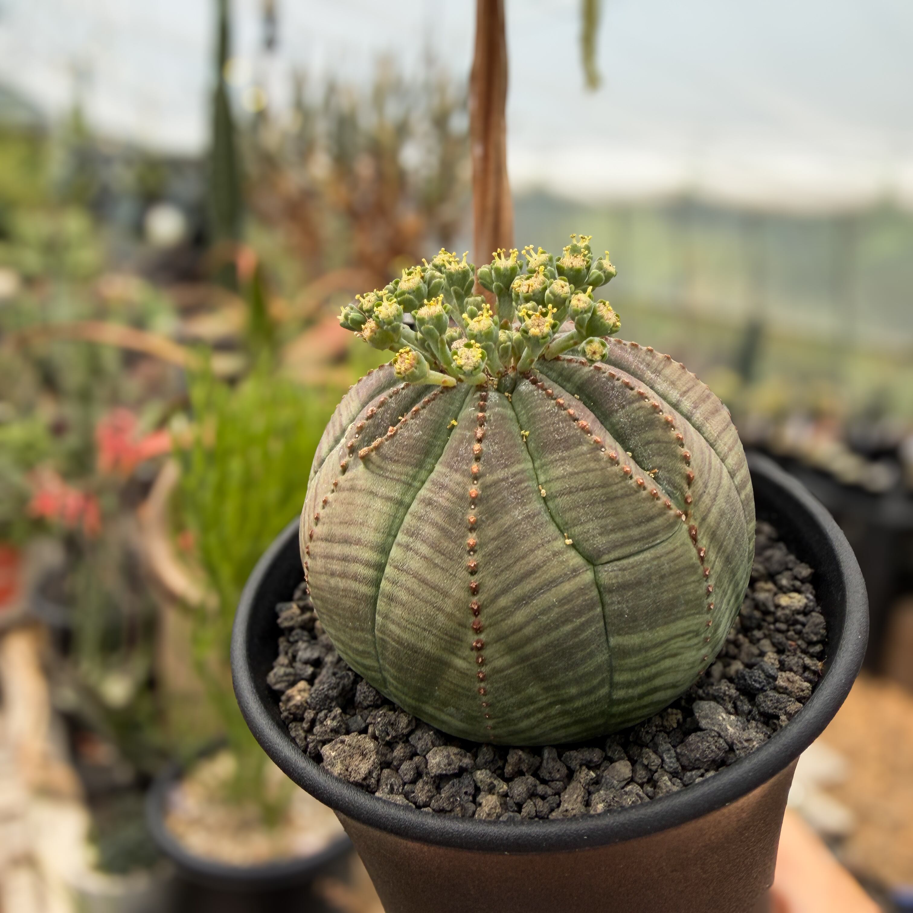 Euphorbia obesa【ユーフォルビア・オベサ・実生】 | RIMO'S GREEN