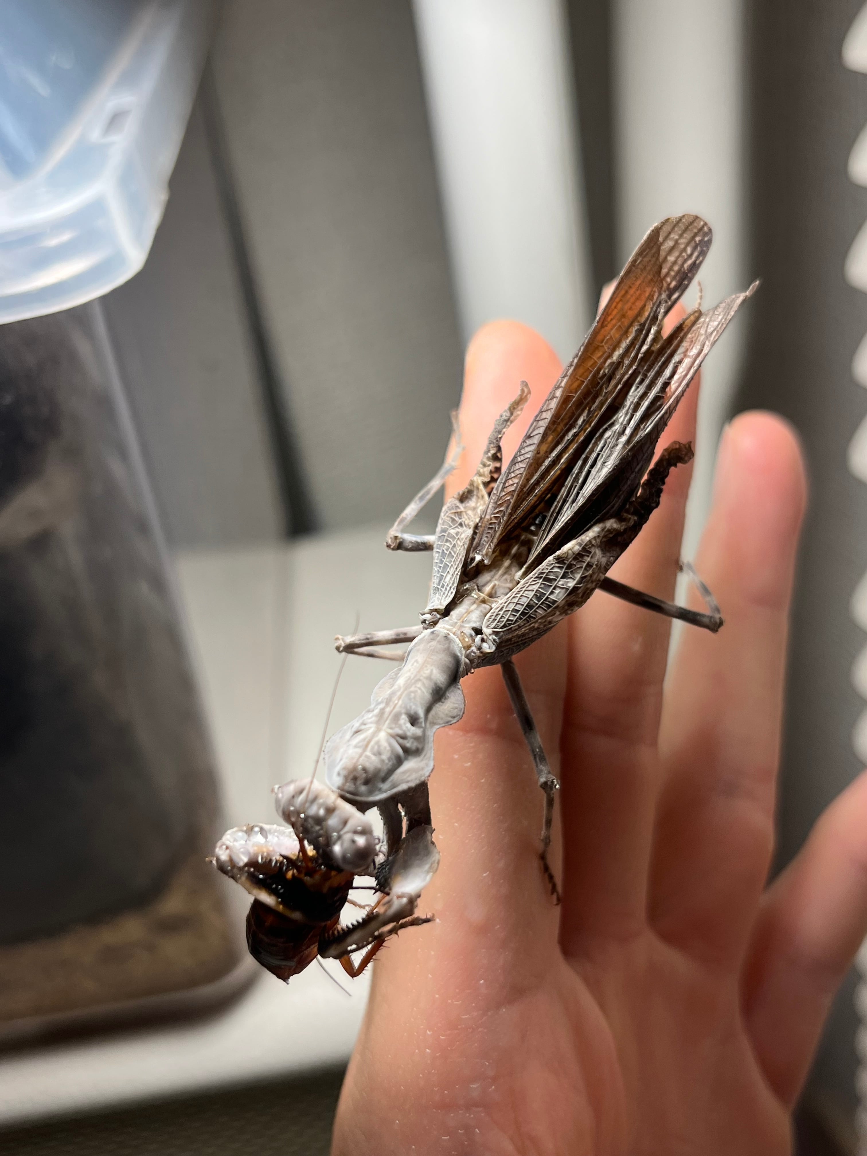 ♀成体】ダブルシールドマンティスB品 体長7cm程 Pnigomantis